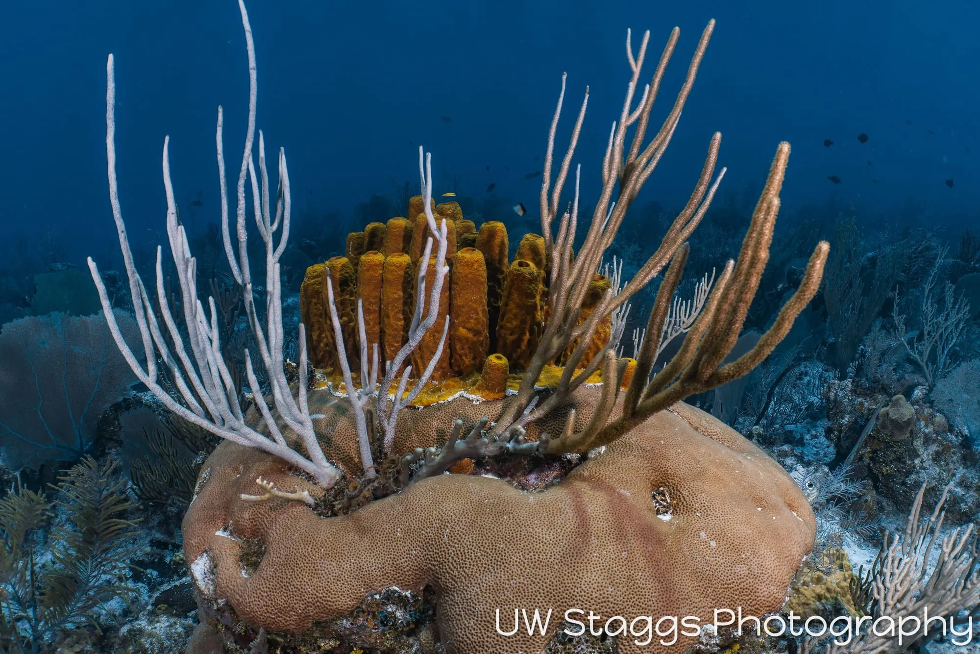 Reef Scene — Little Cayman