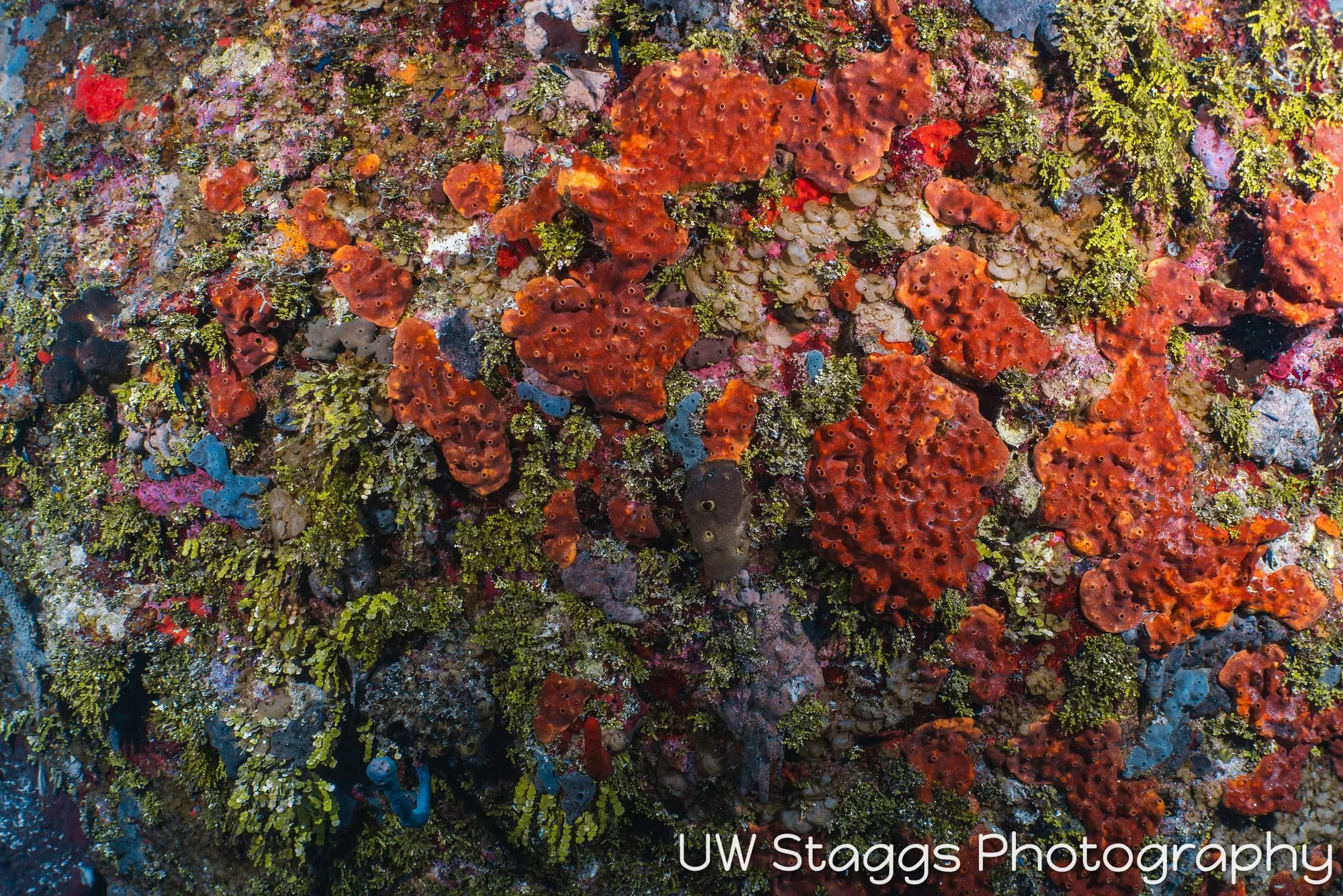 Reef Scene — Little Cayman