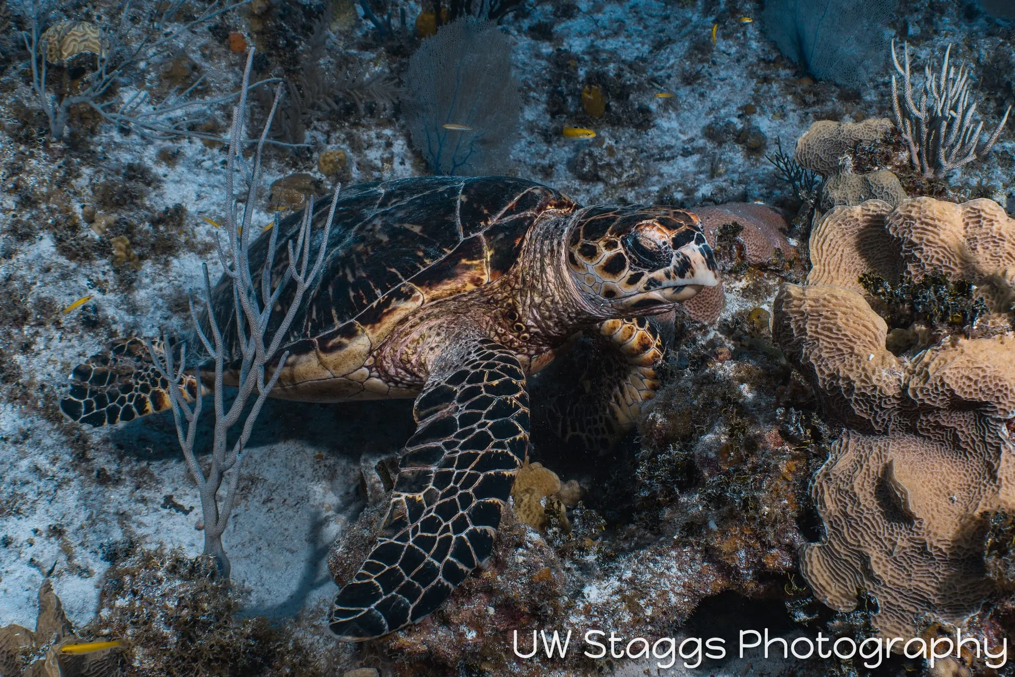 Reef Scene — Little Cayman