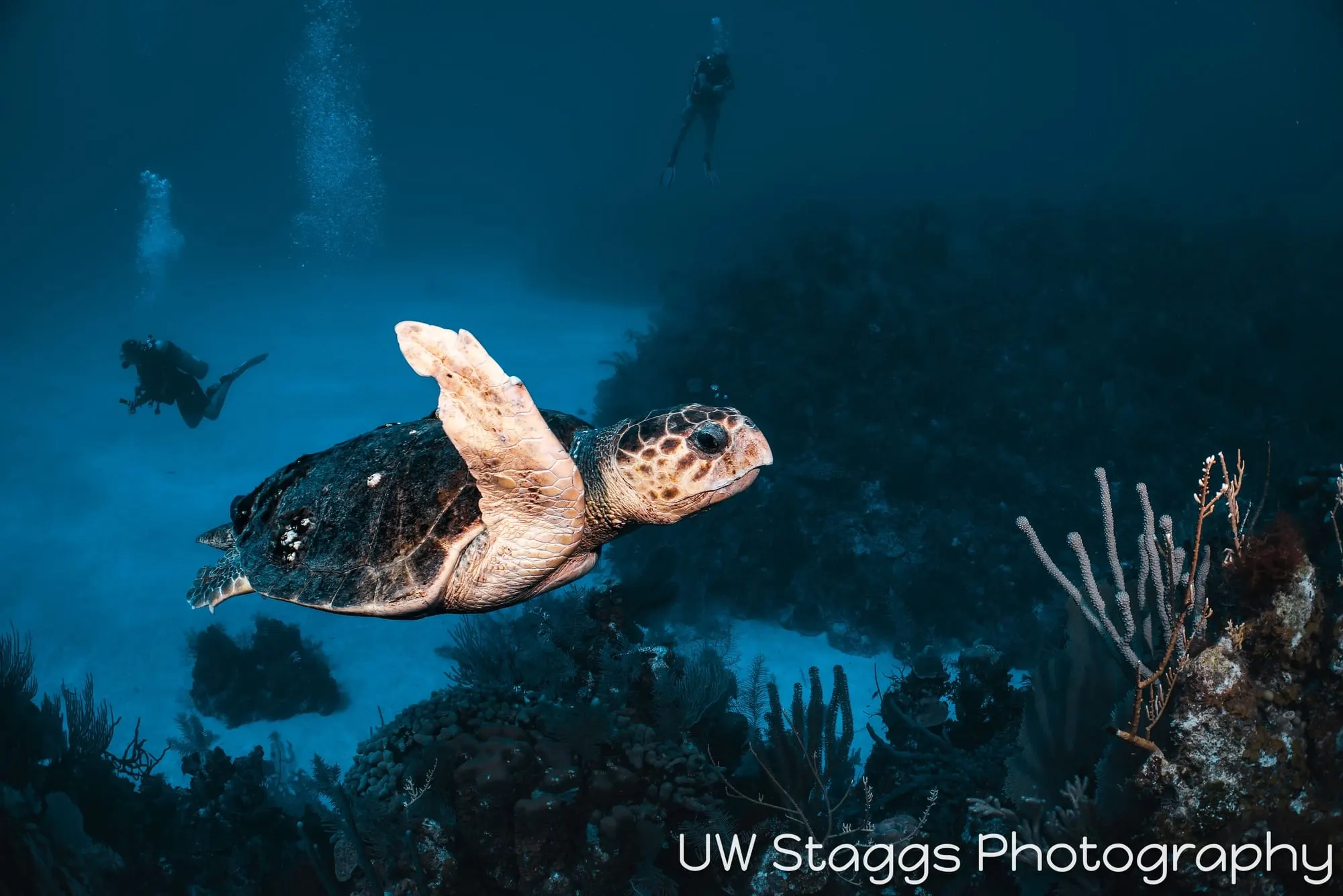 Reef Scene — Little Cayman