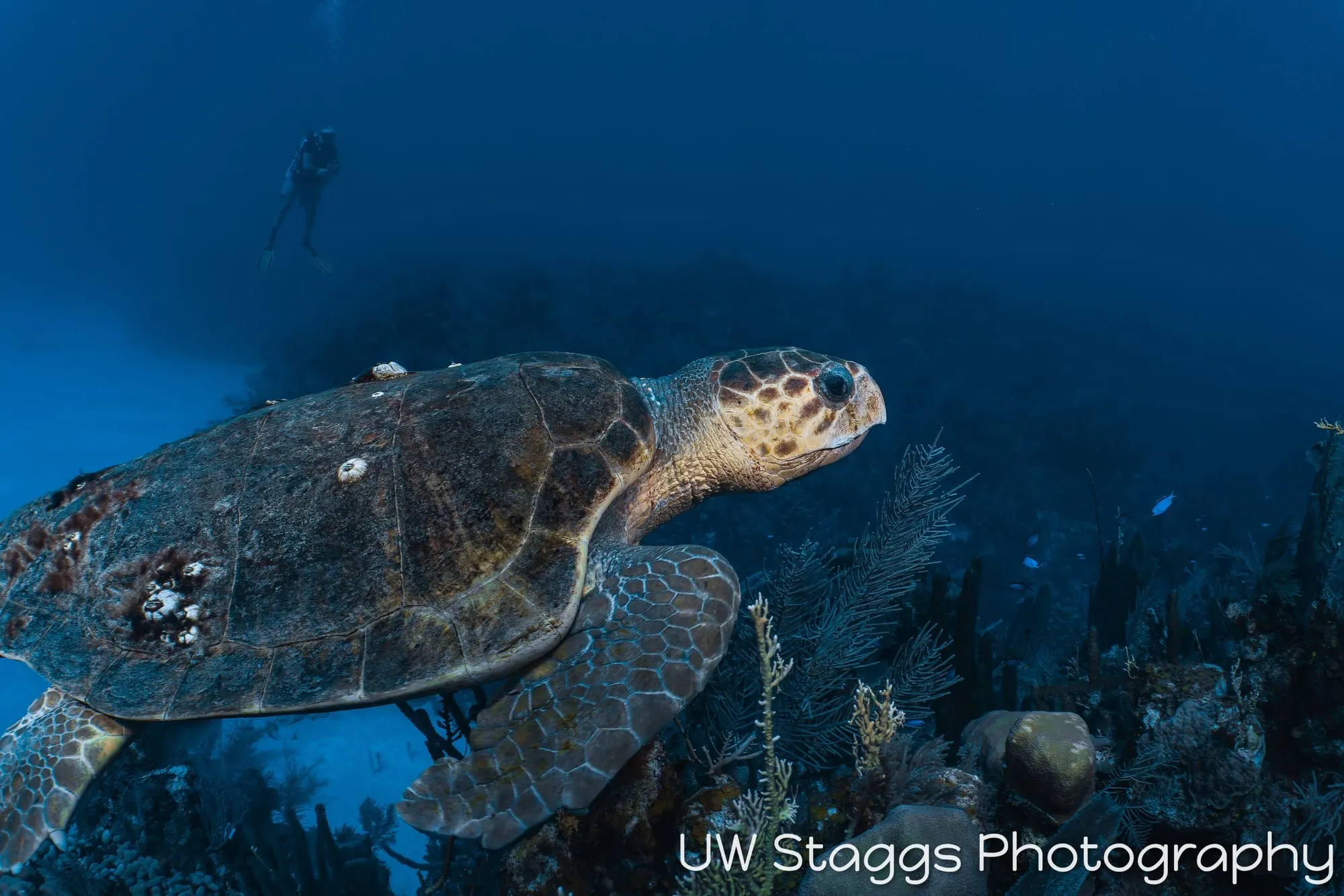 Reef Scene — Little Cayman