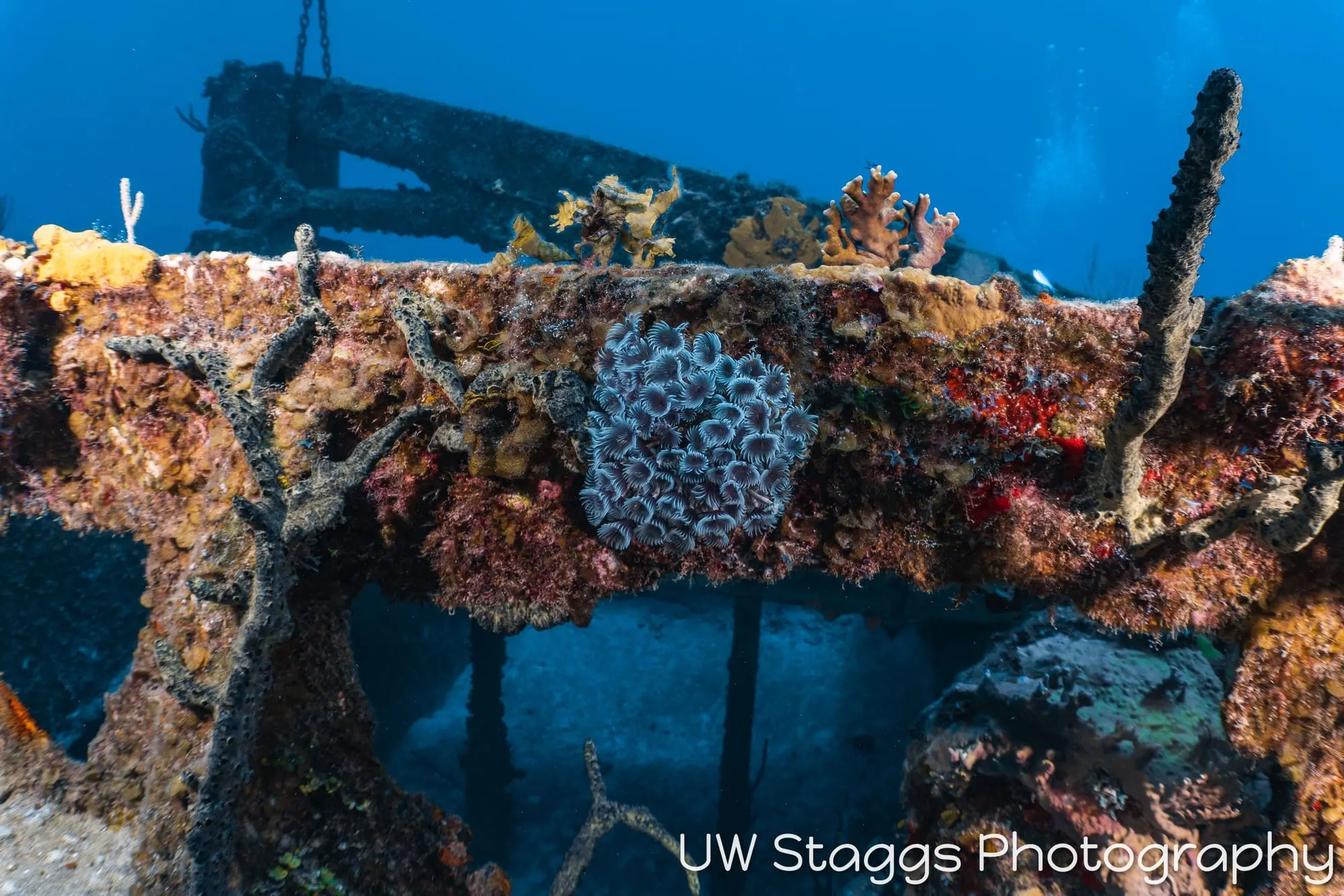 Reef Scene — Little Cayman