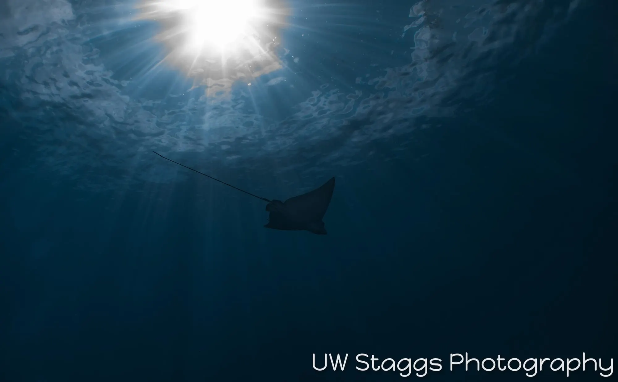 Reef Scene — Little Cayman