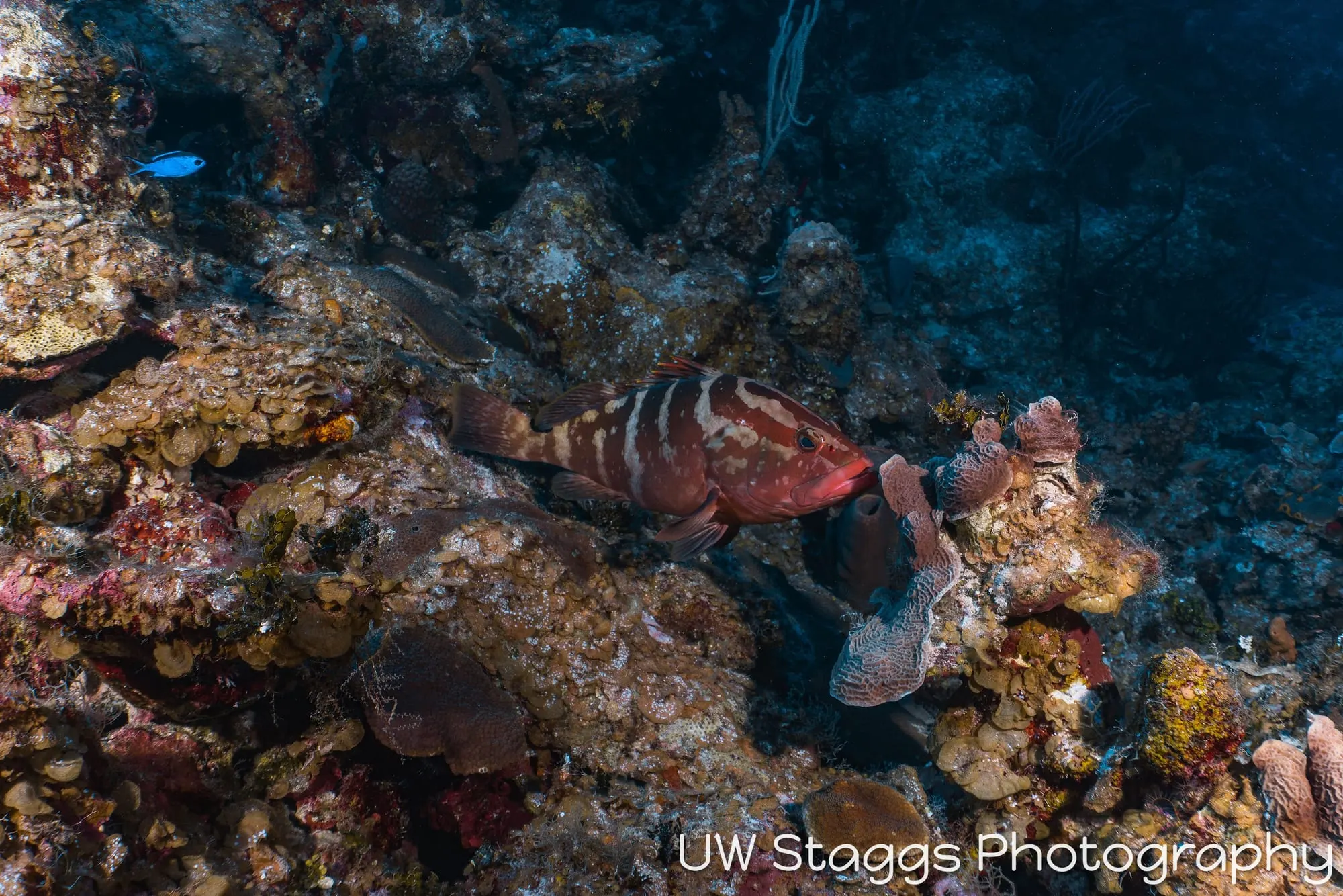 Reef Scene — Little Cayman