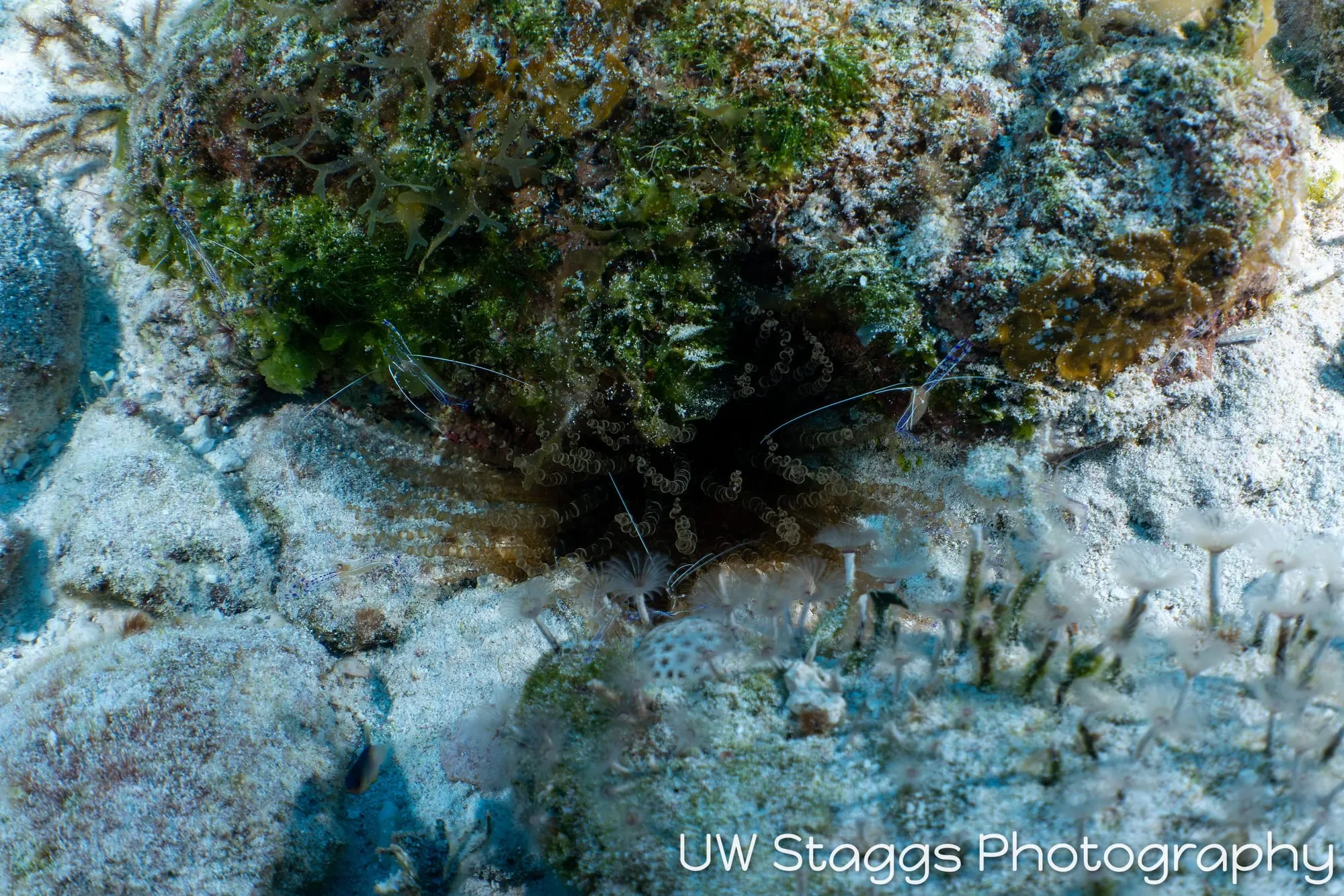 Reef Scene — Little Cayman