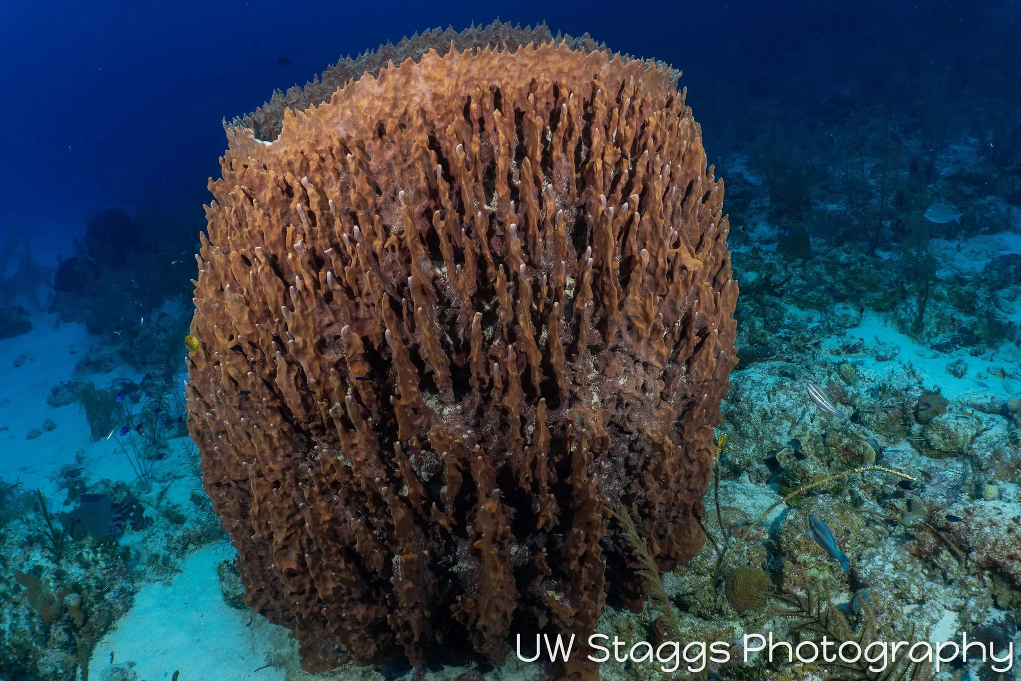 Reef Scene — Little Cayman