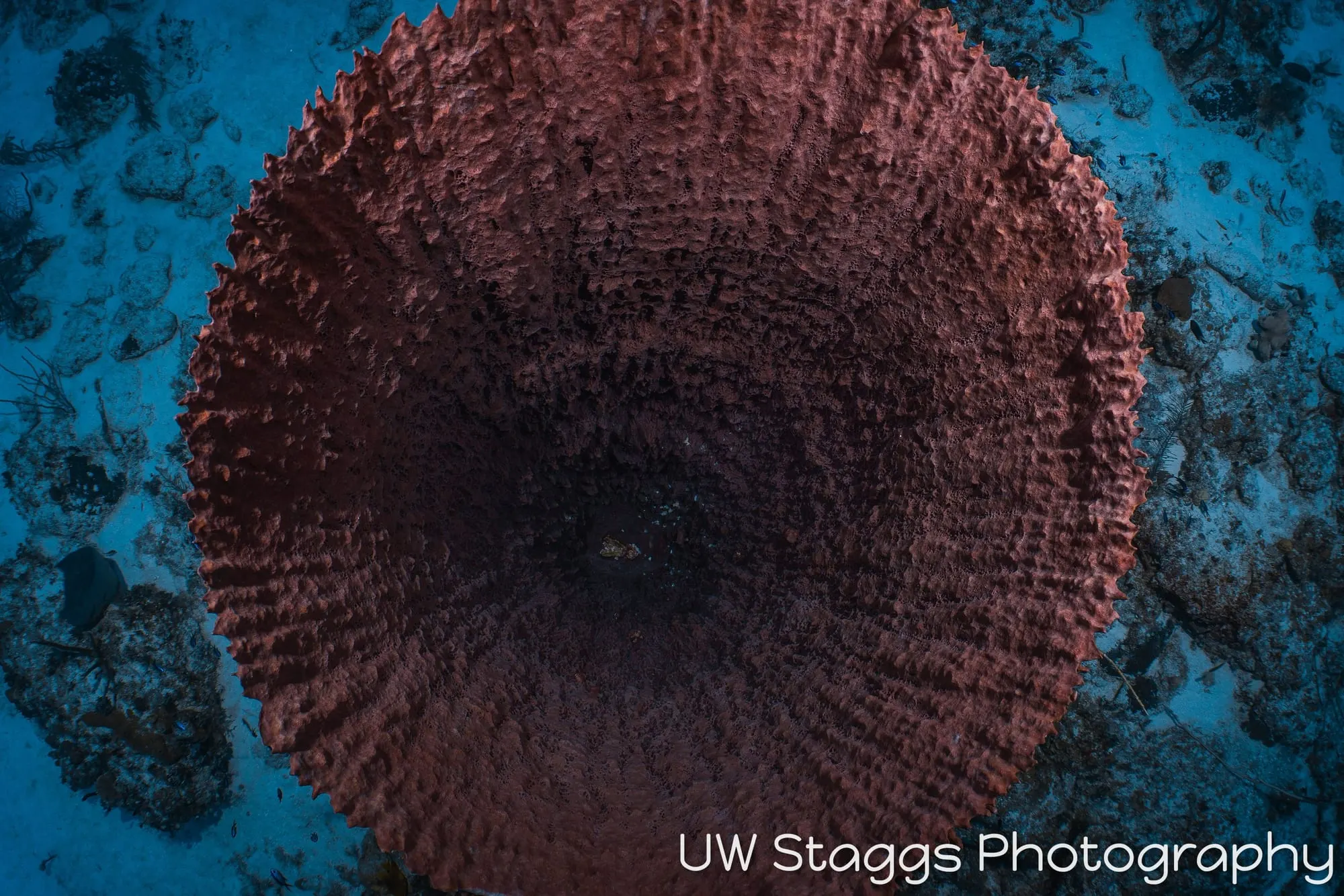 Reef Scene — Little Cayman