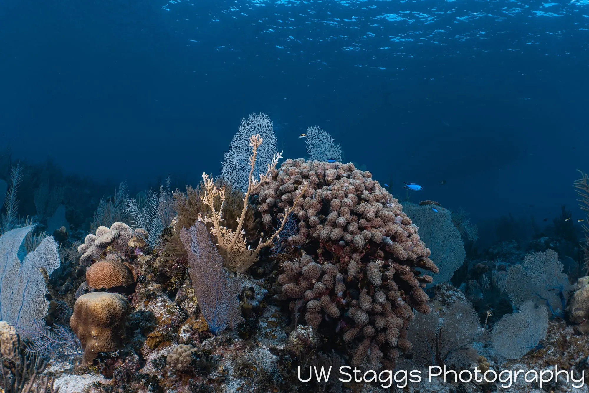 Reef Scene — Little Cayman