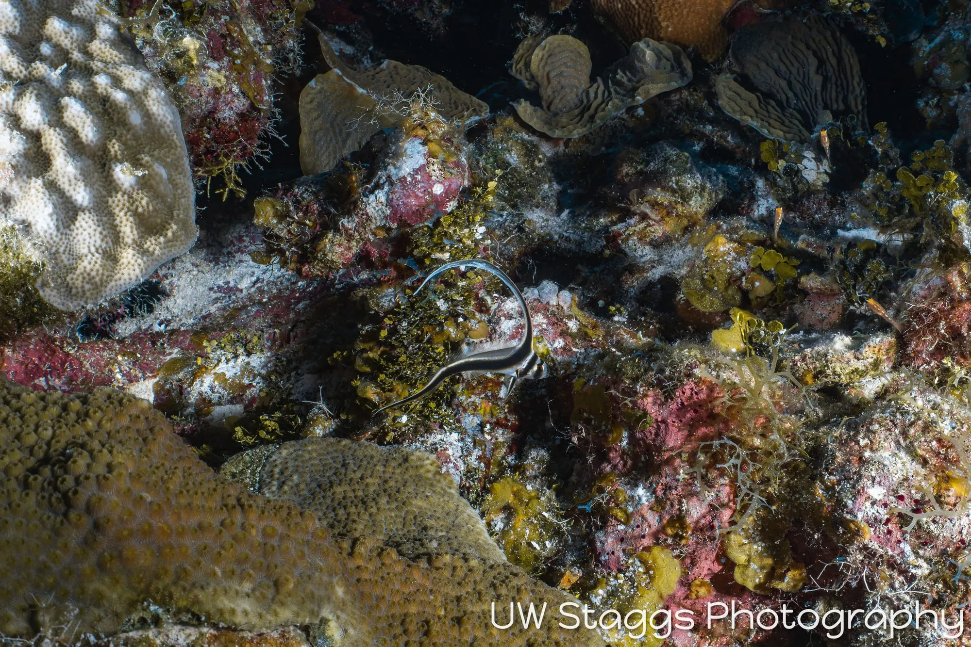 Reef Scene — Little Cayman