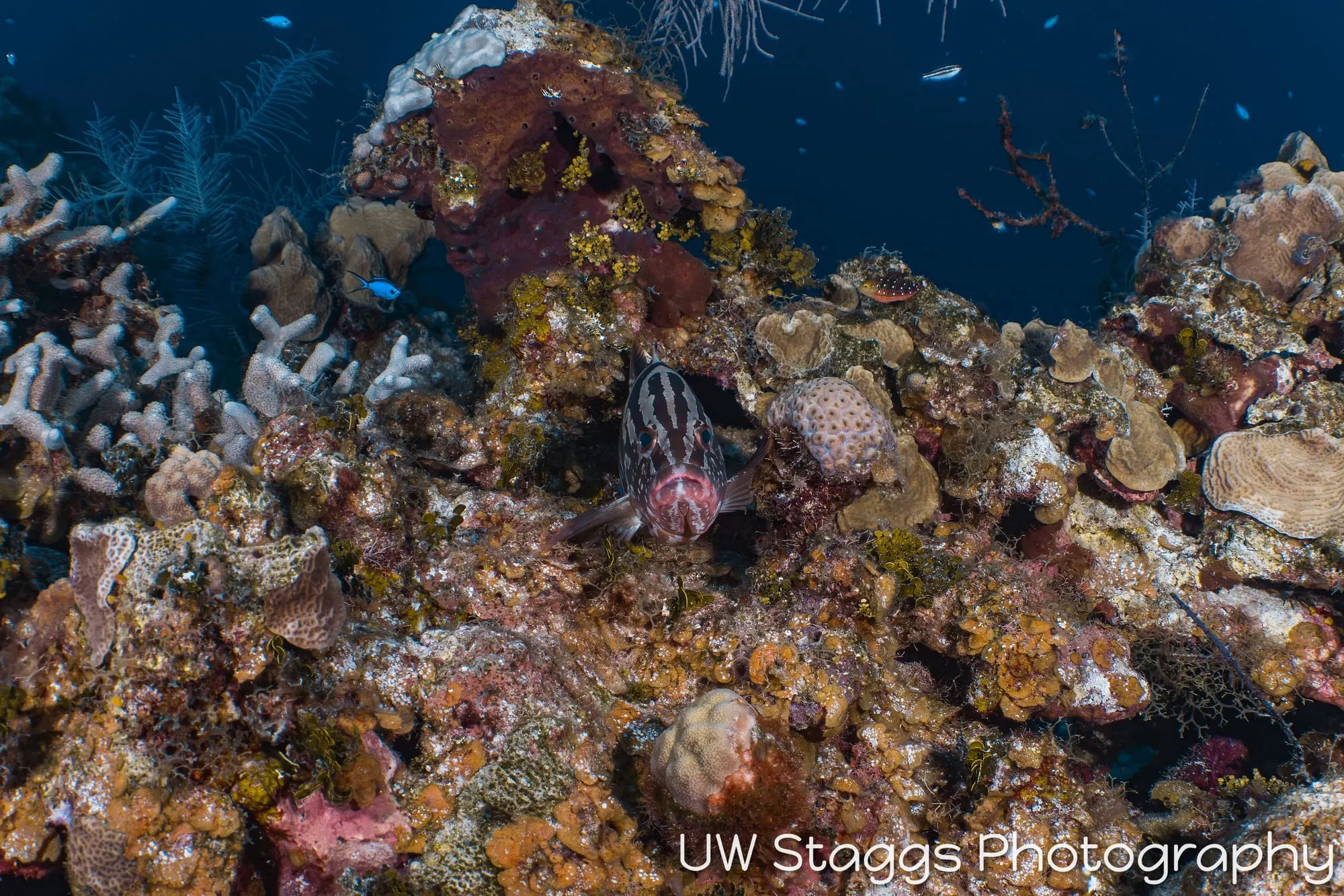 Reef Scene — Little Cayman