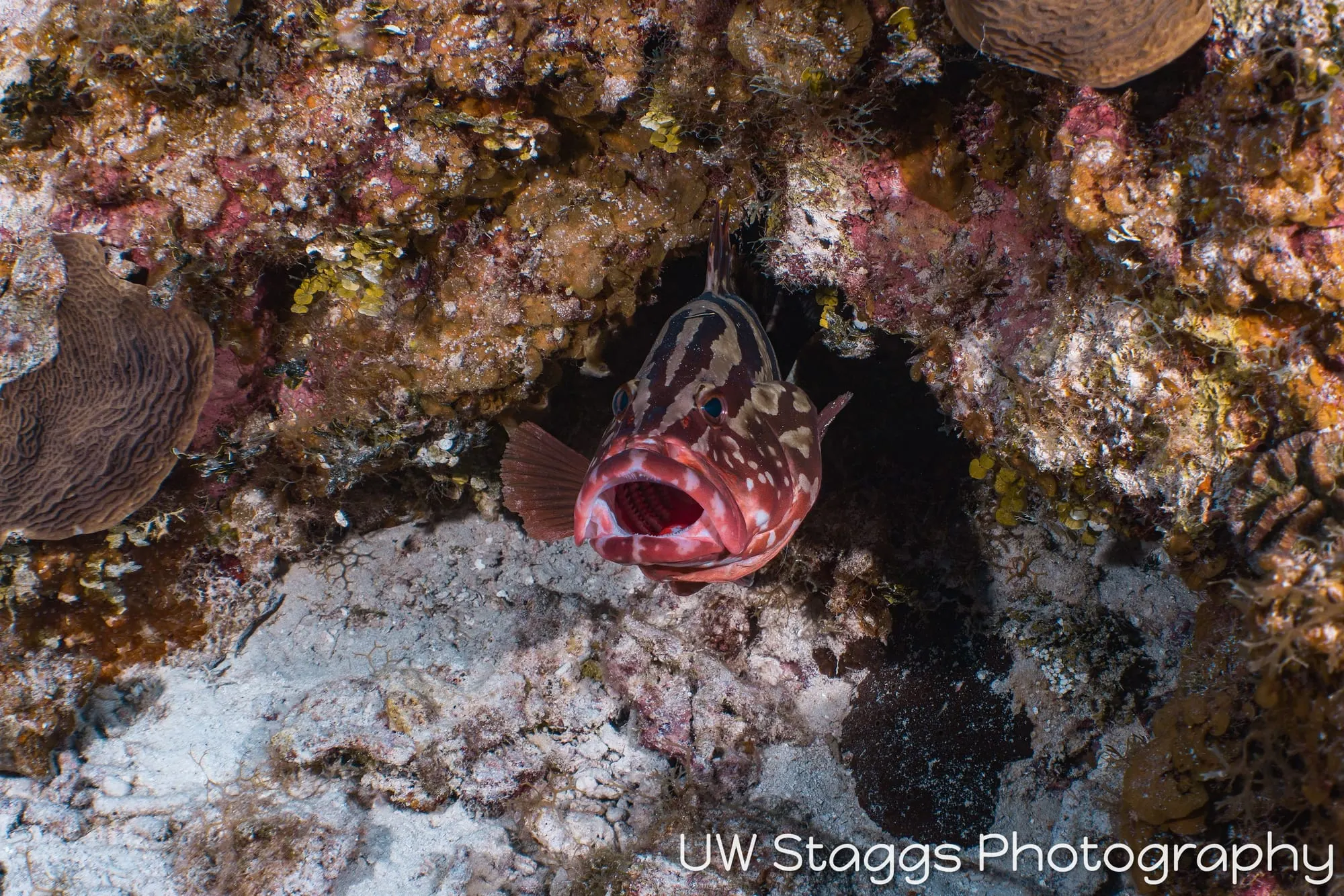 Reef Scene — Little Cayman