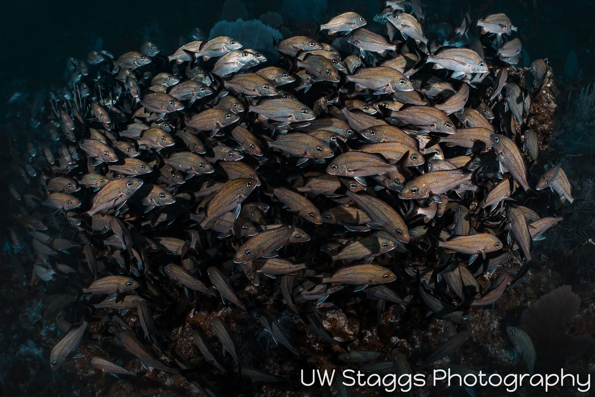 Reef Scene — Little Cayman