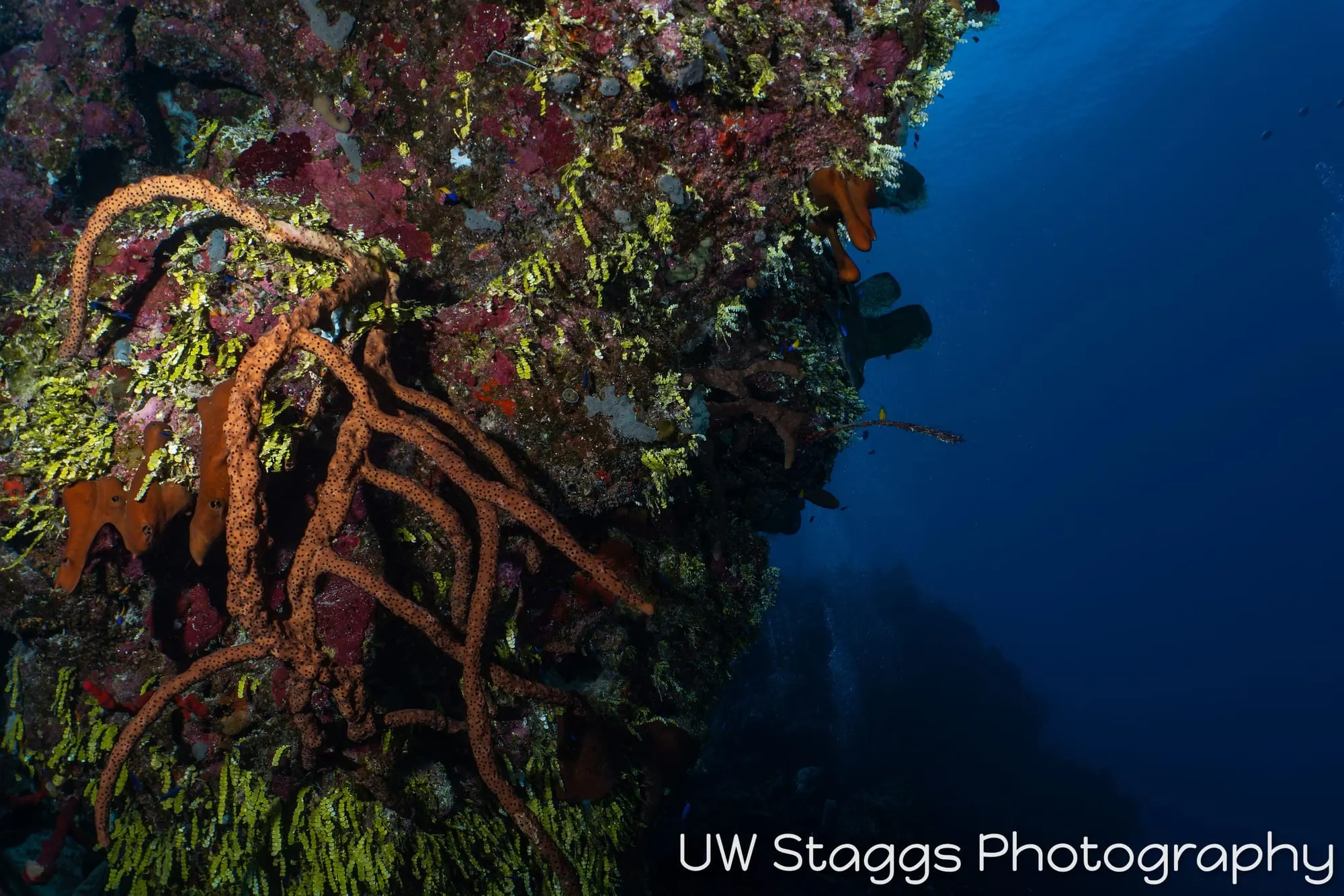 Reef Scene — Little Cayman