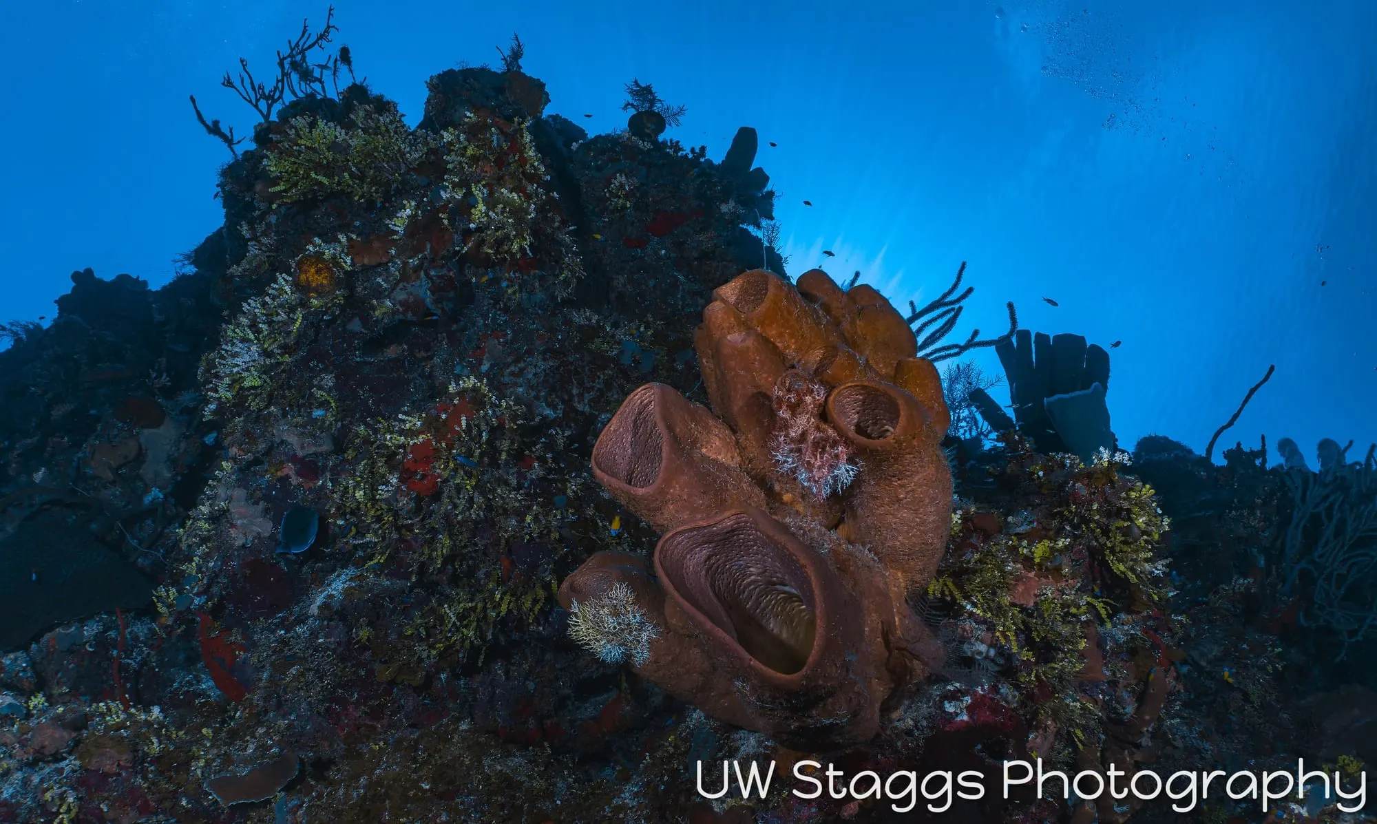 Reef Scene — Little Cayman
