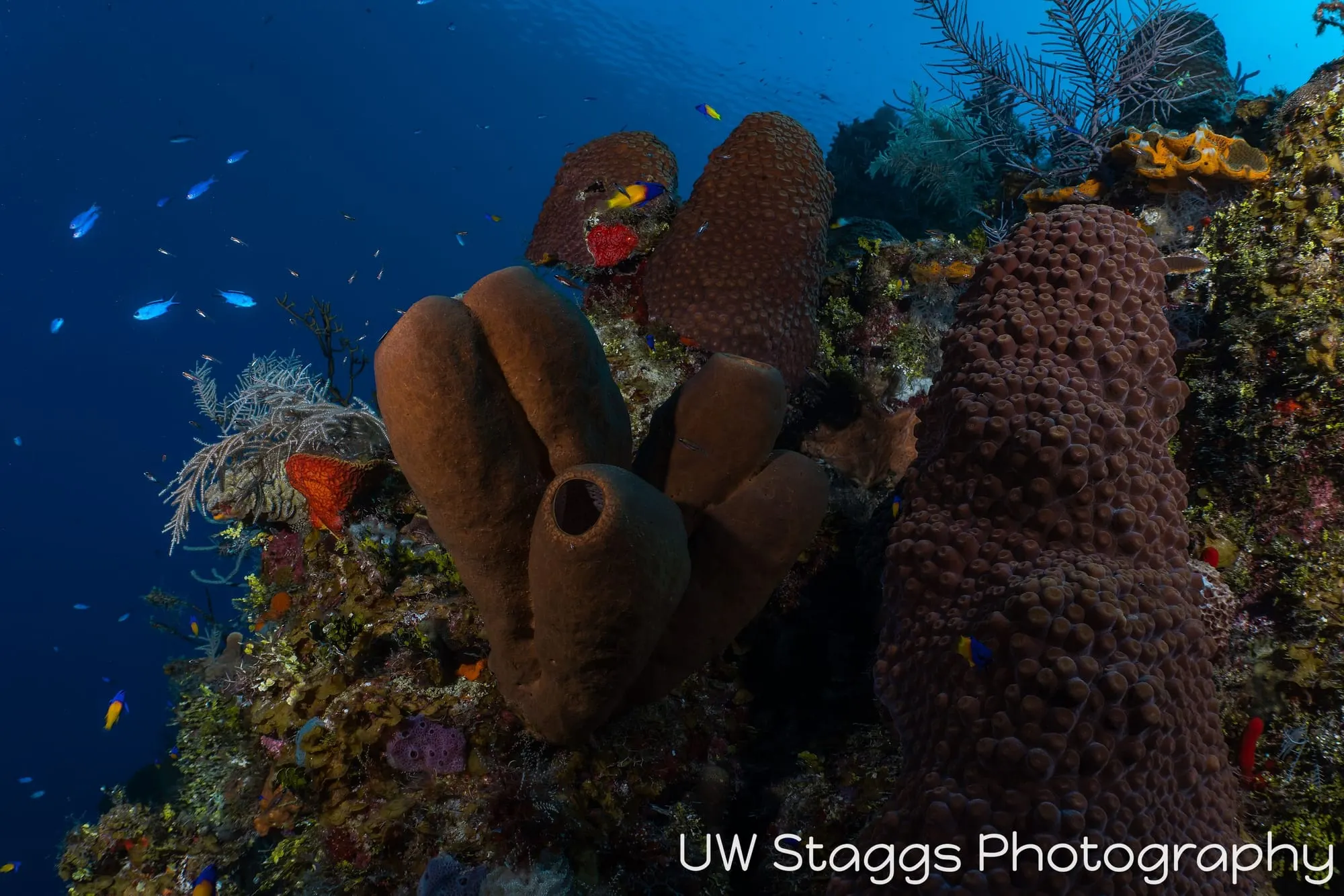 Reef Scene — Little Cayman