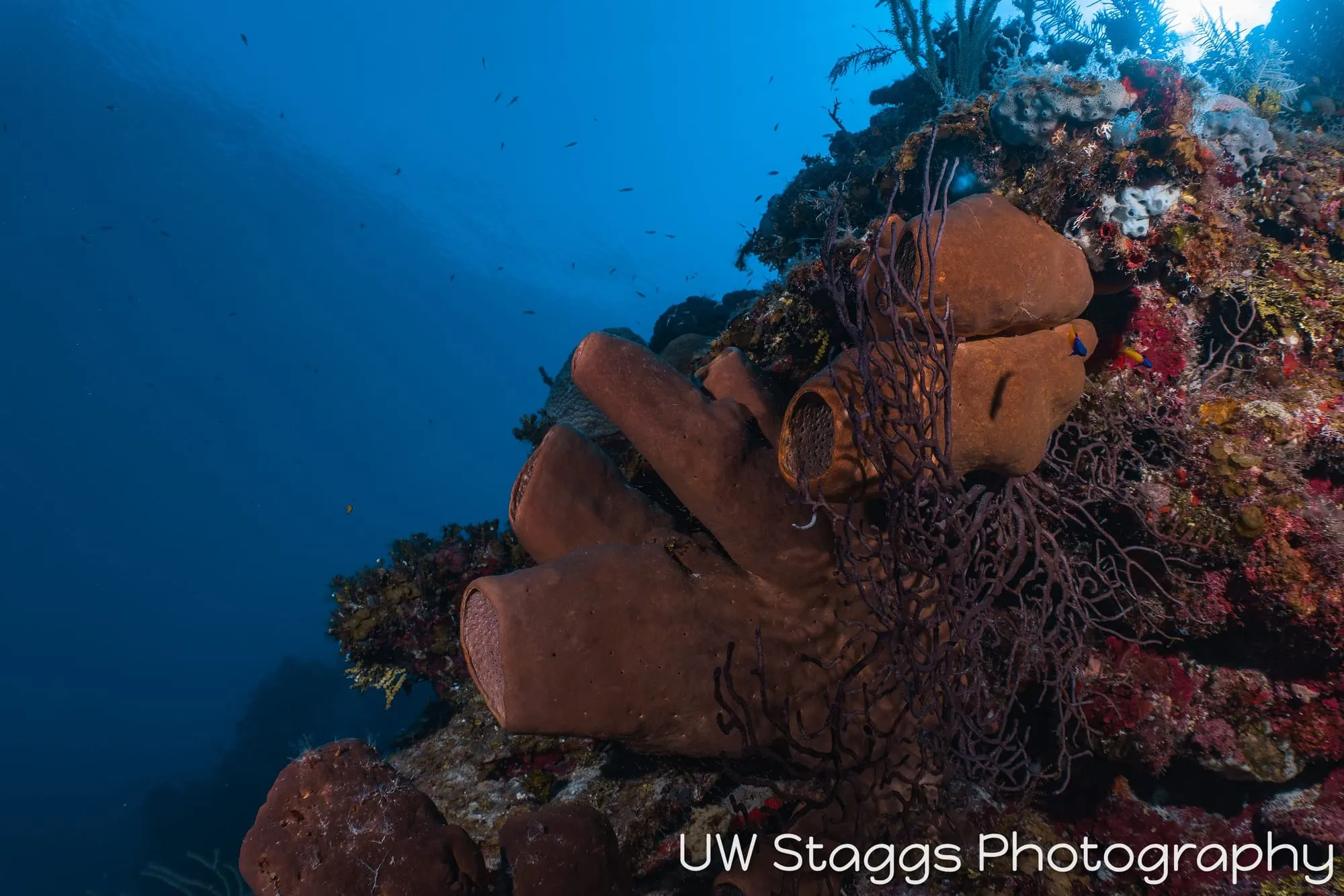 Reef Scene — Little Cayman