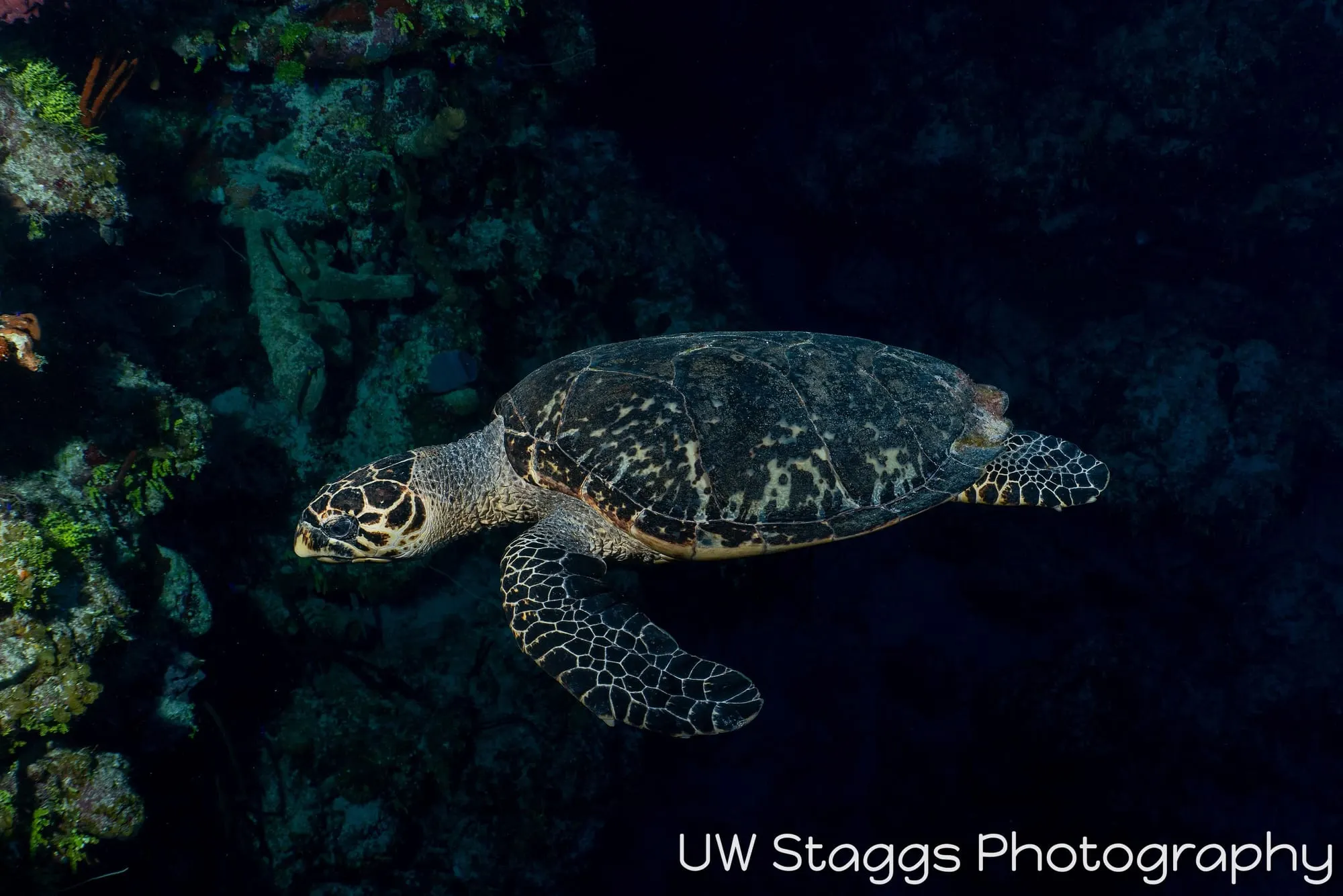 Reef Scene — Little Cayman
