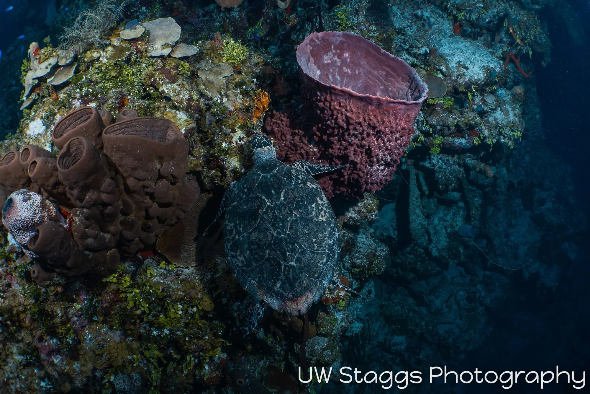 Reef Scene — Little Cayman