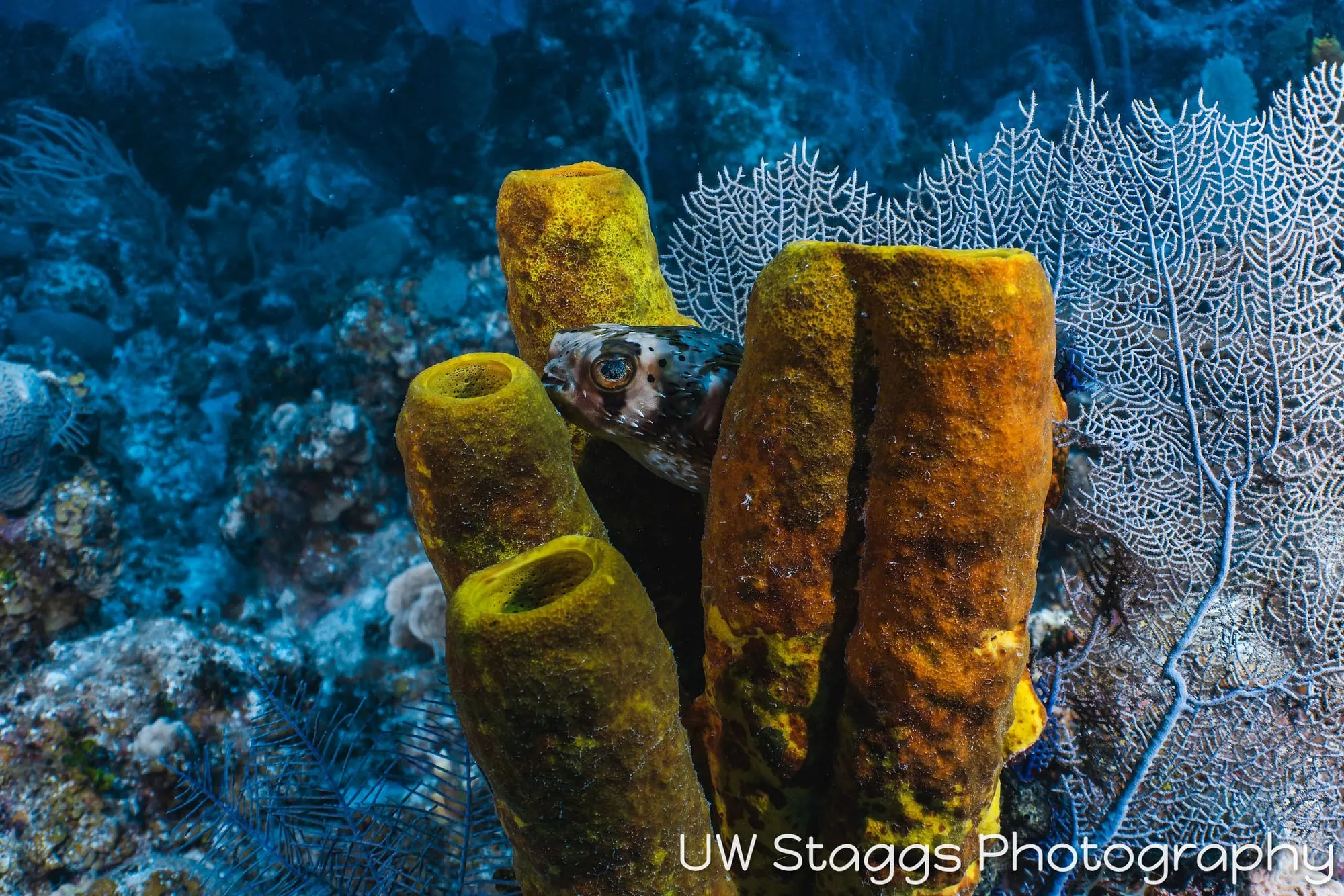 Reef Scene — Little Cayman
