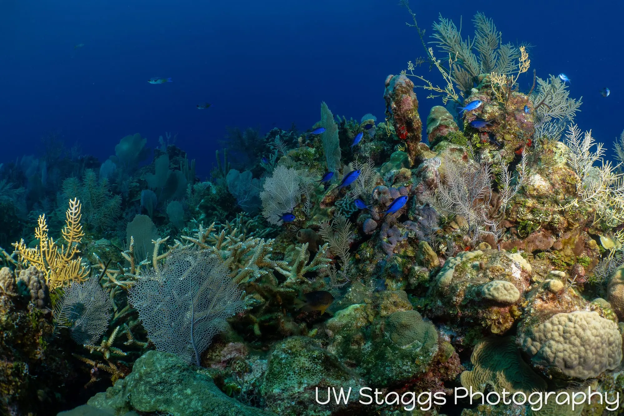 Reef Scene — Little Cayman
