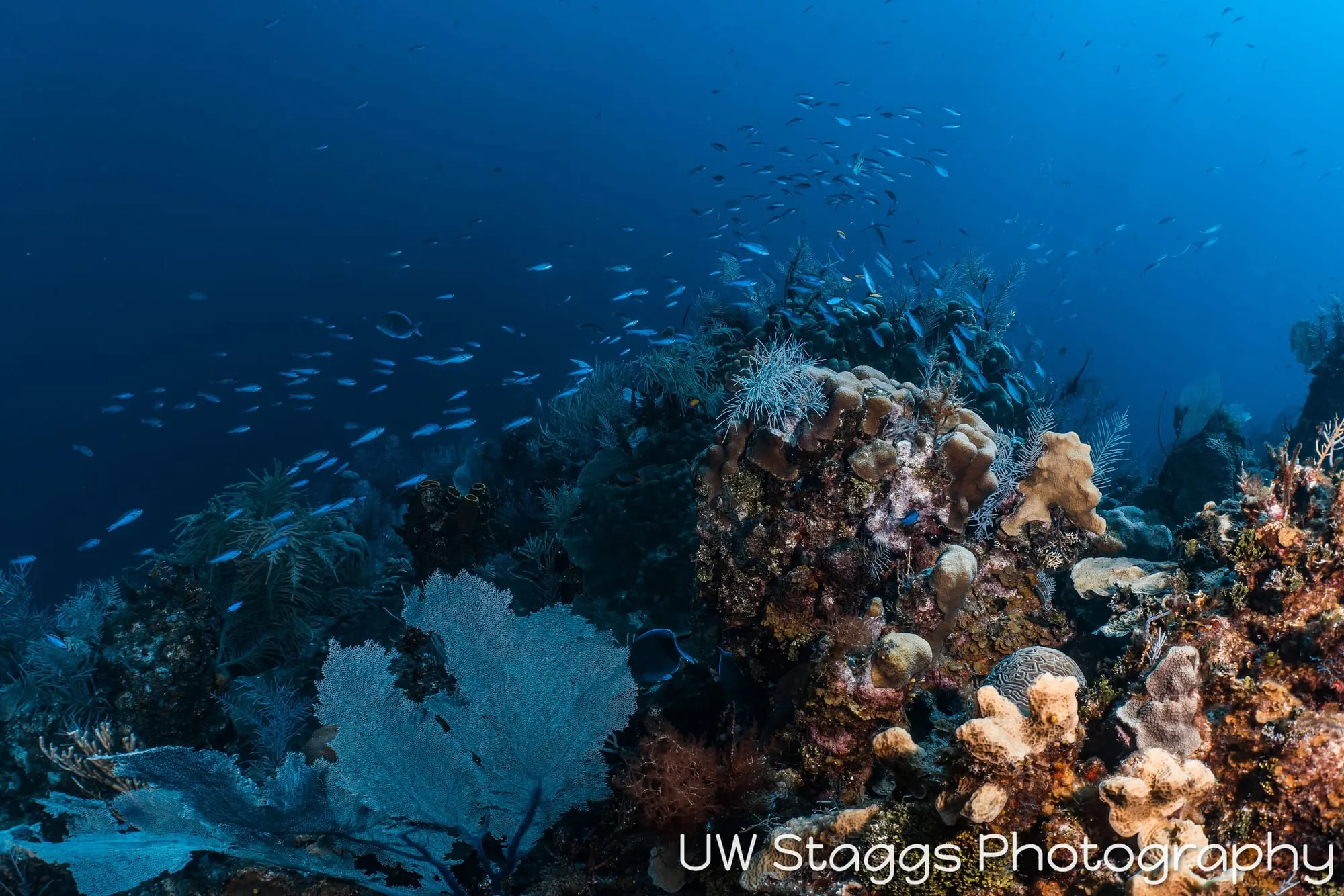 Reef Scene — Little Cayman