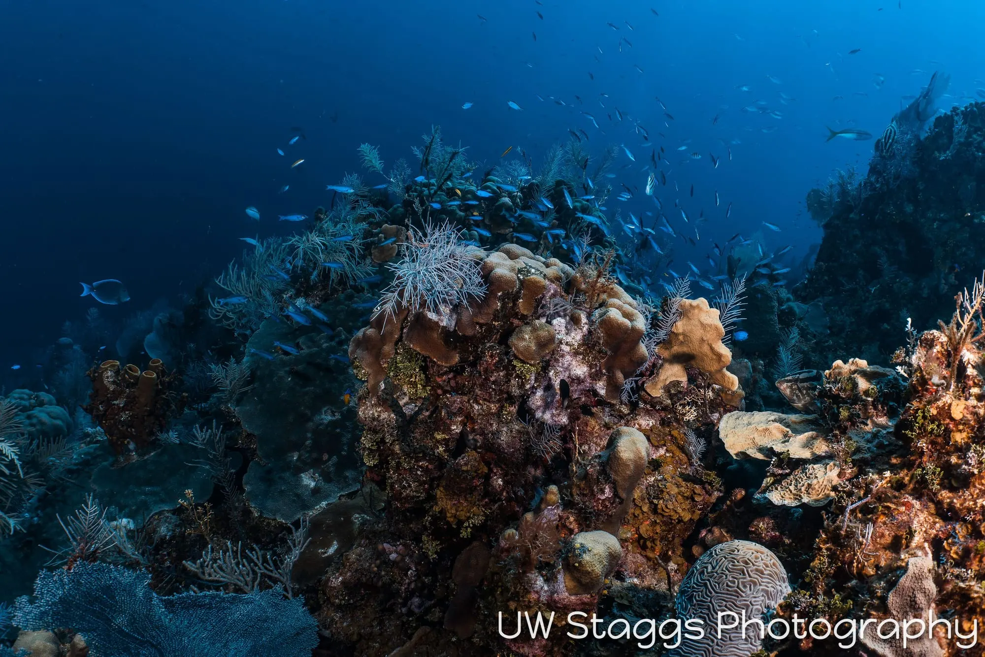 Reef Scene — Little Cayman