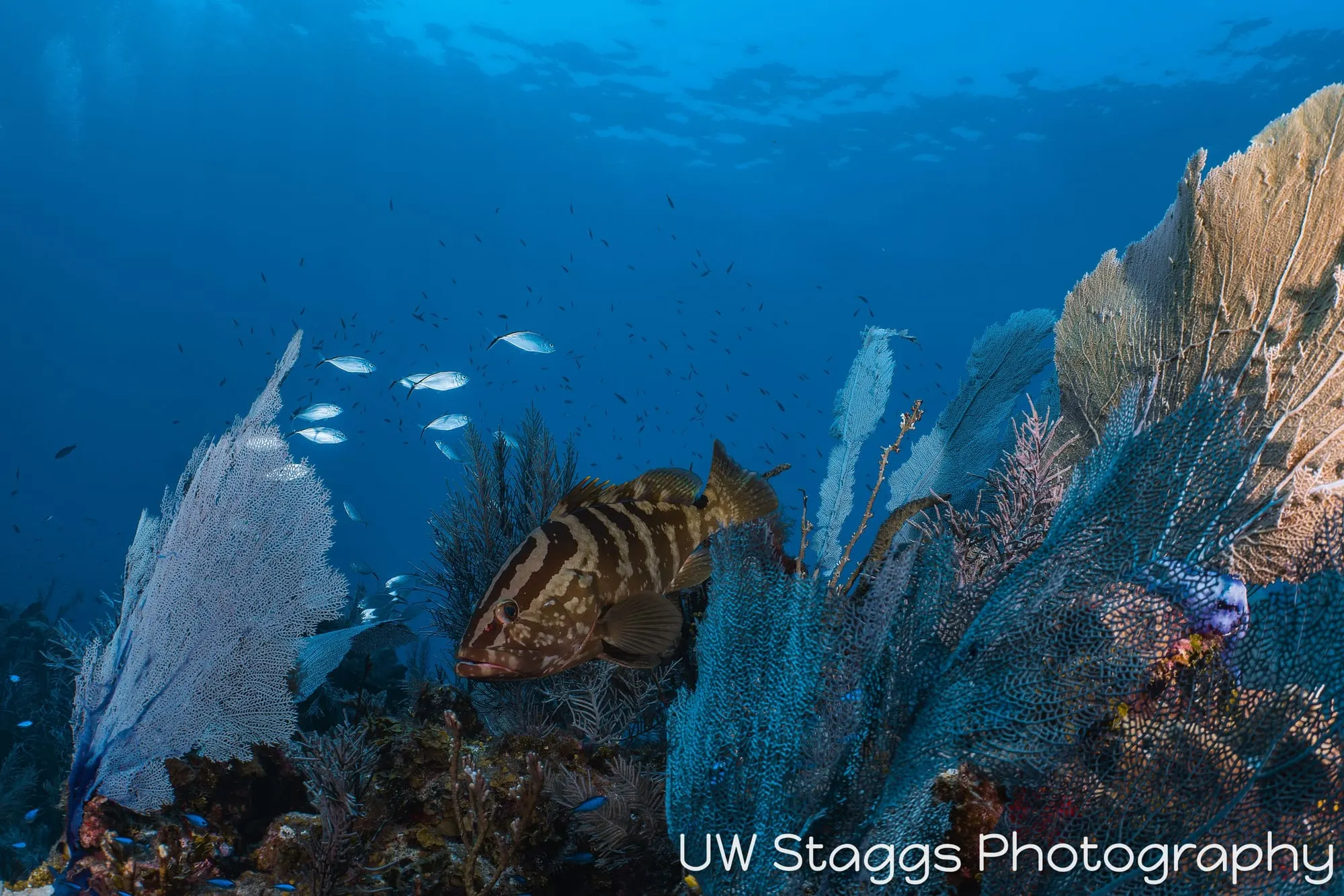Reef Scene — Little Cayman