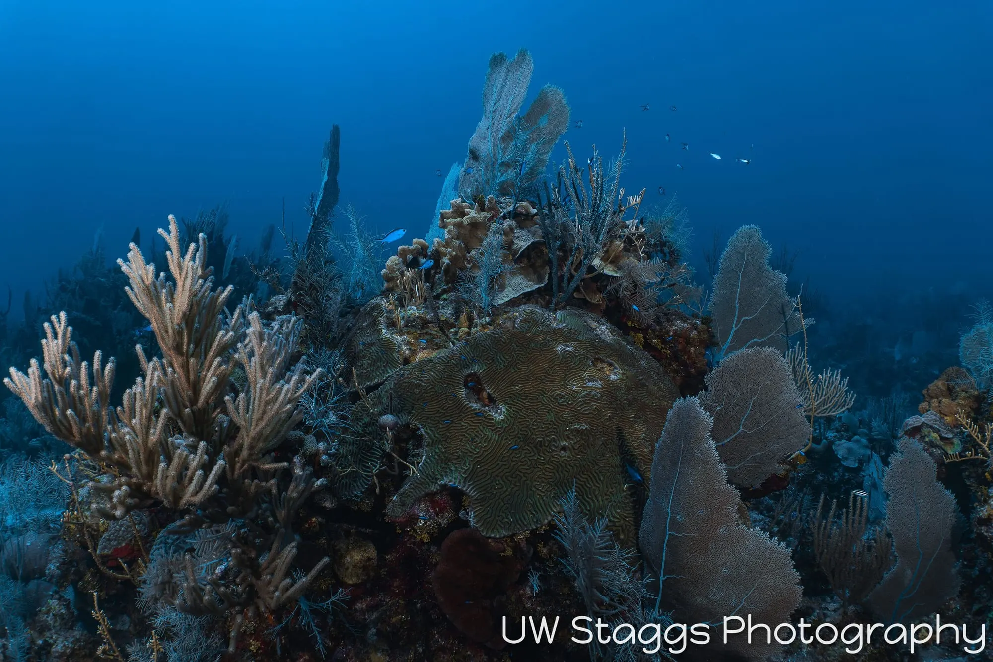 Reef Scene — Little Cayman