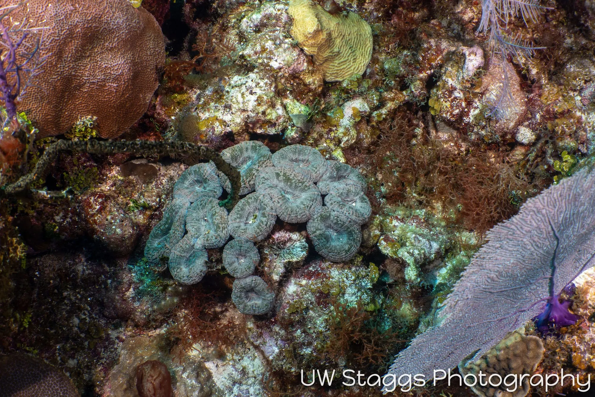 Reef Scene — Little Cayman
