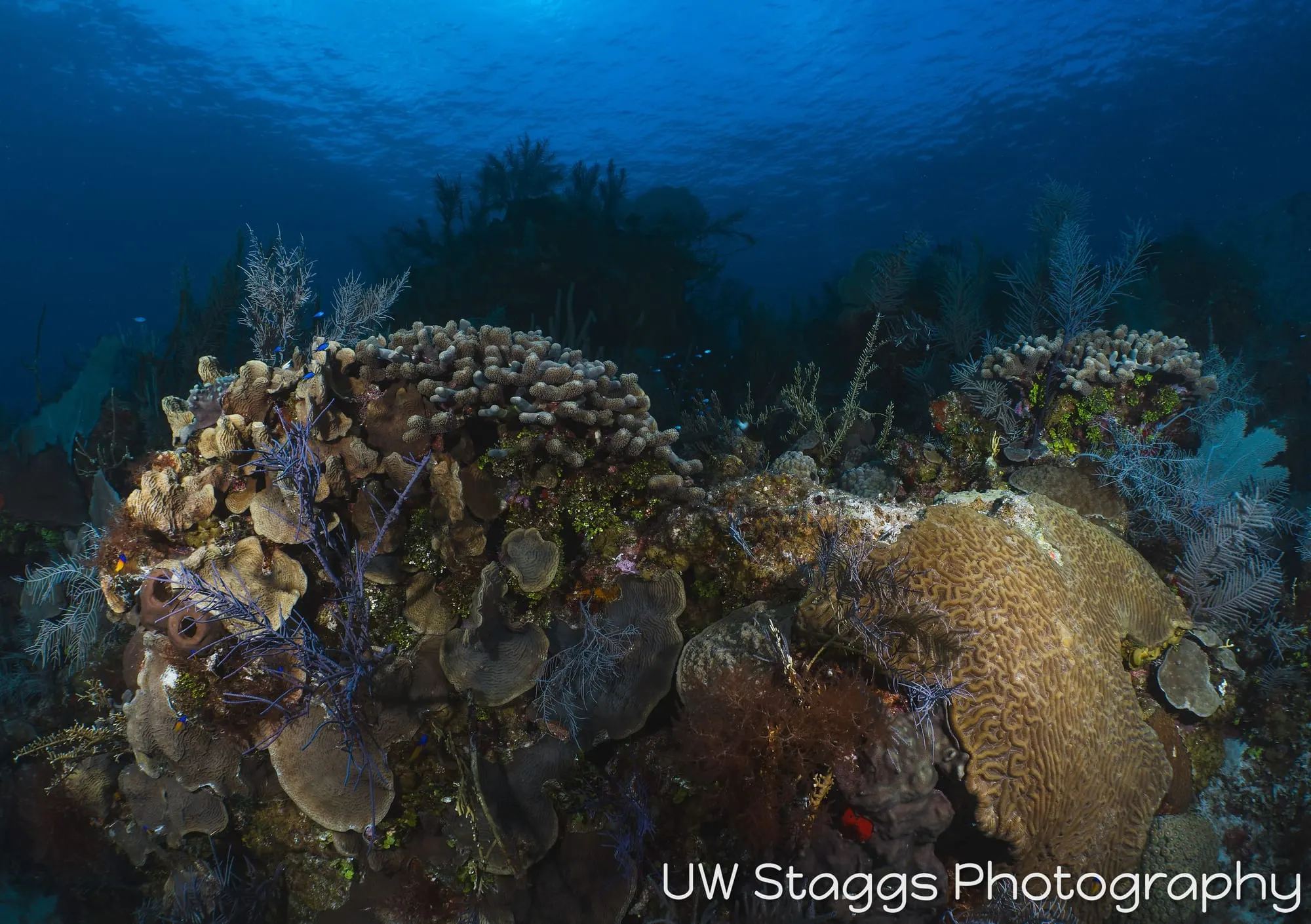 Reef Scene — Little Cayman