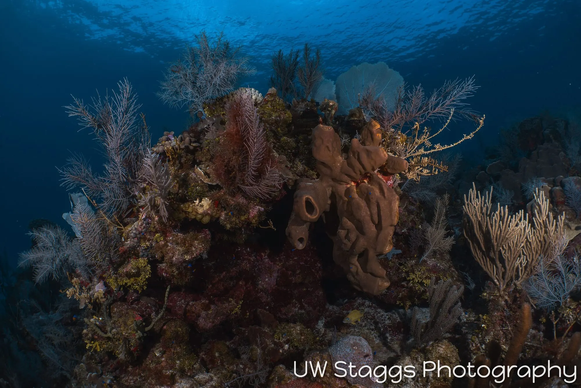Reef Scene — Little Cayman