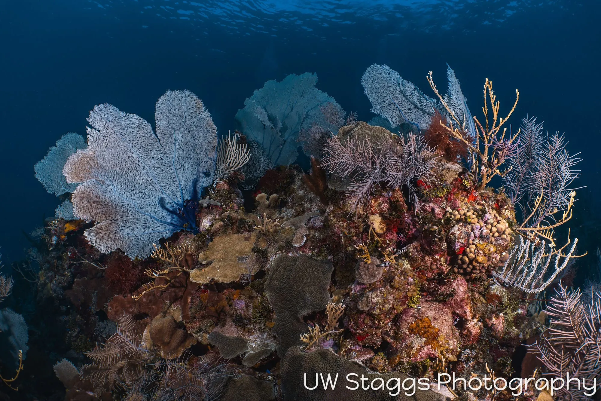 Reef Scene — Little Cayman