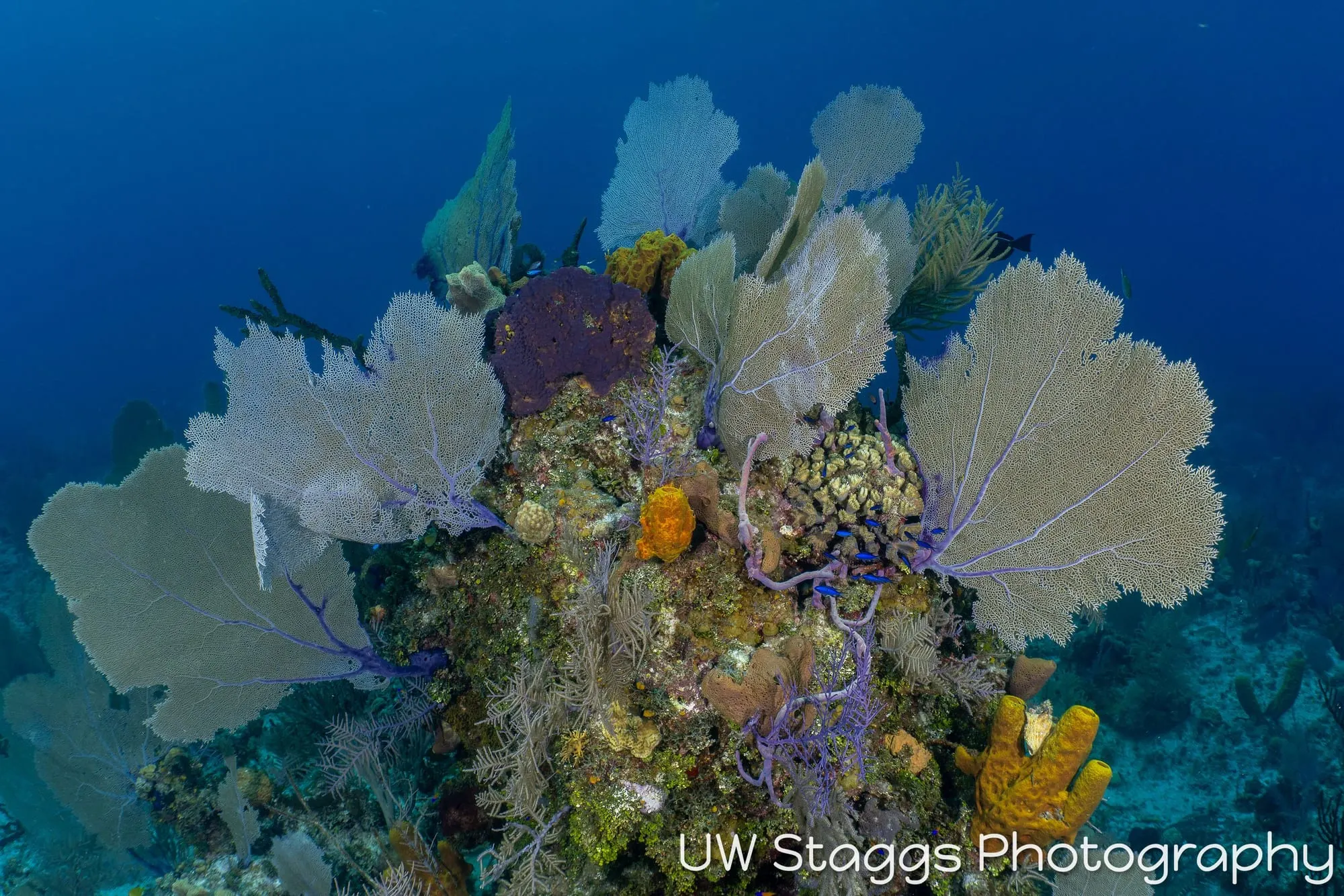Reef Scene — Little Cayman