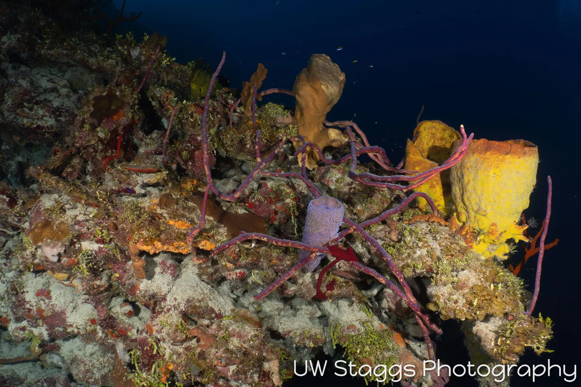 Reef Scene — Little Cayman