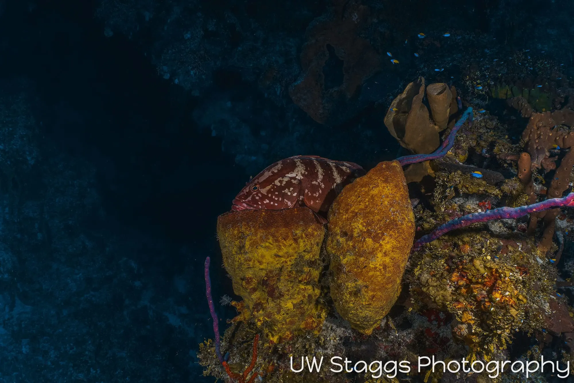 Reef Scene — Little Cayman