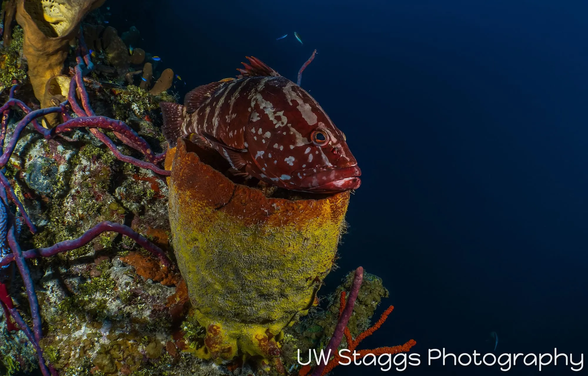 Reef Scene — Little Cayman