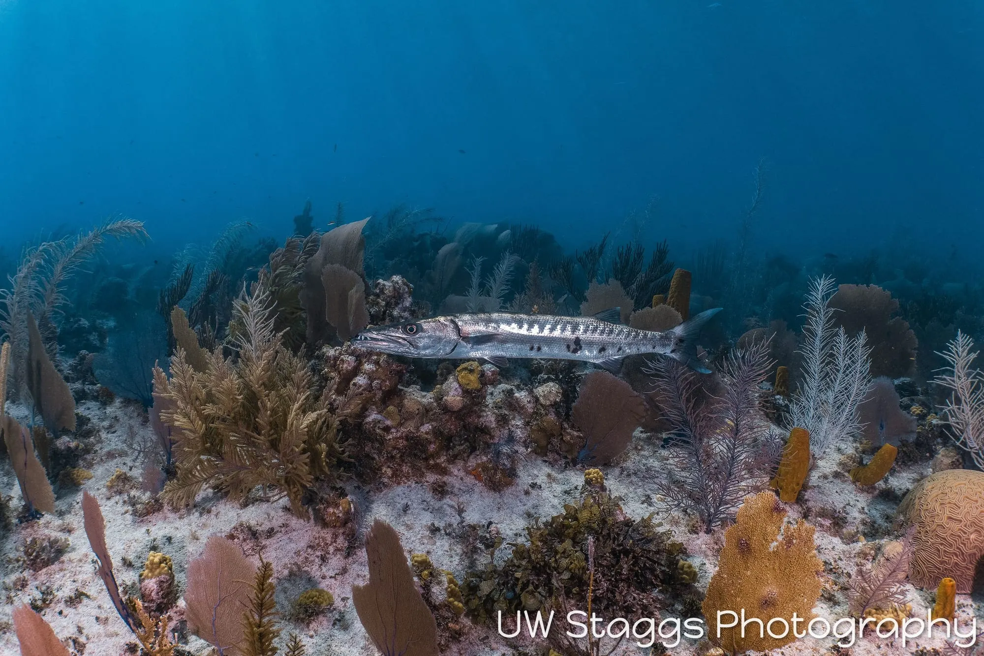 Reef Scene — Little Cayman