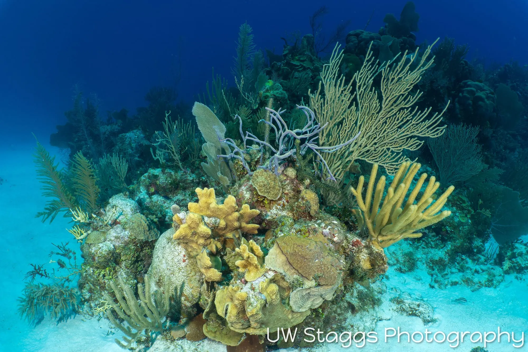 Reef Scene — Little Cayman