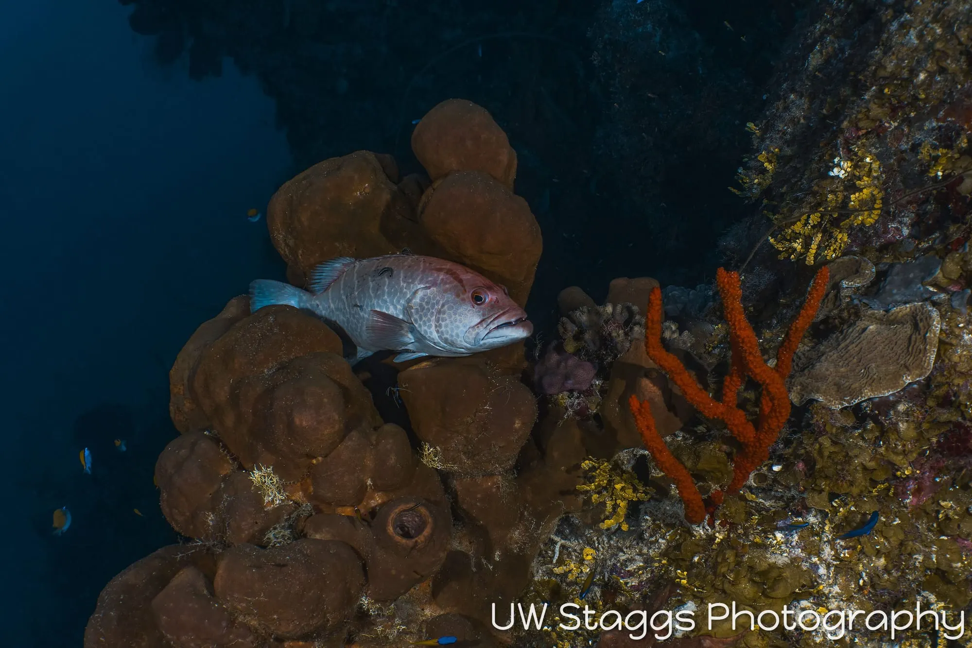 Reef Scene — Little Cayman