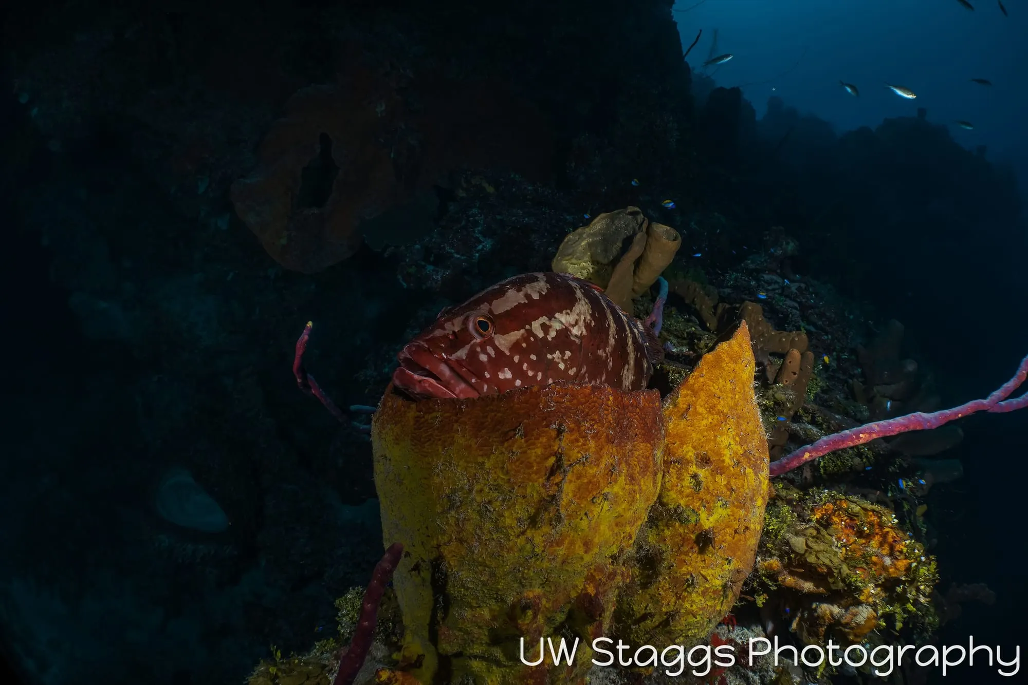 Reef Scene — Little Cayman