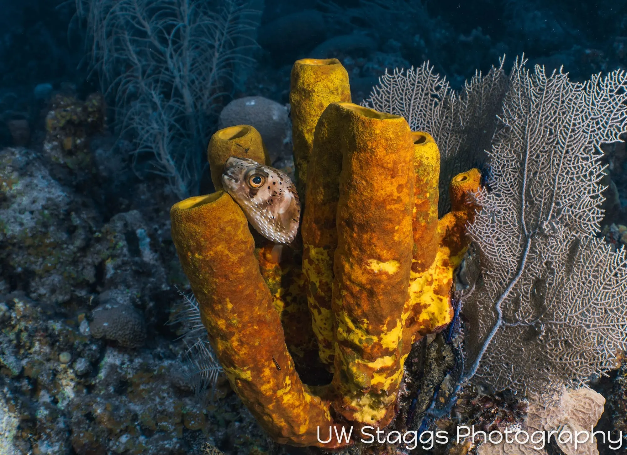 Reef Scene — Little Cayman