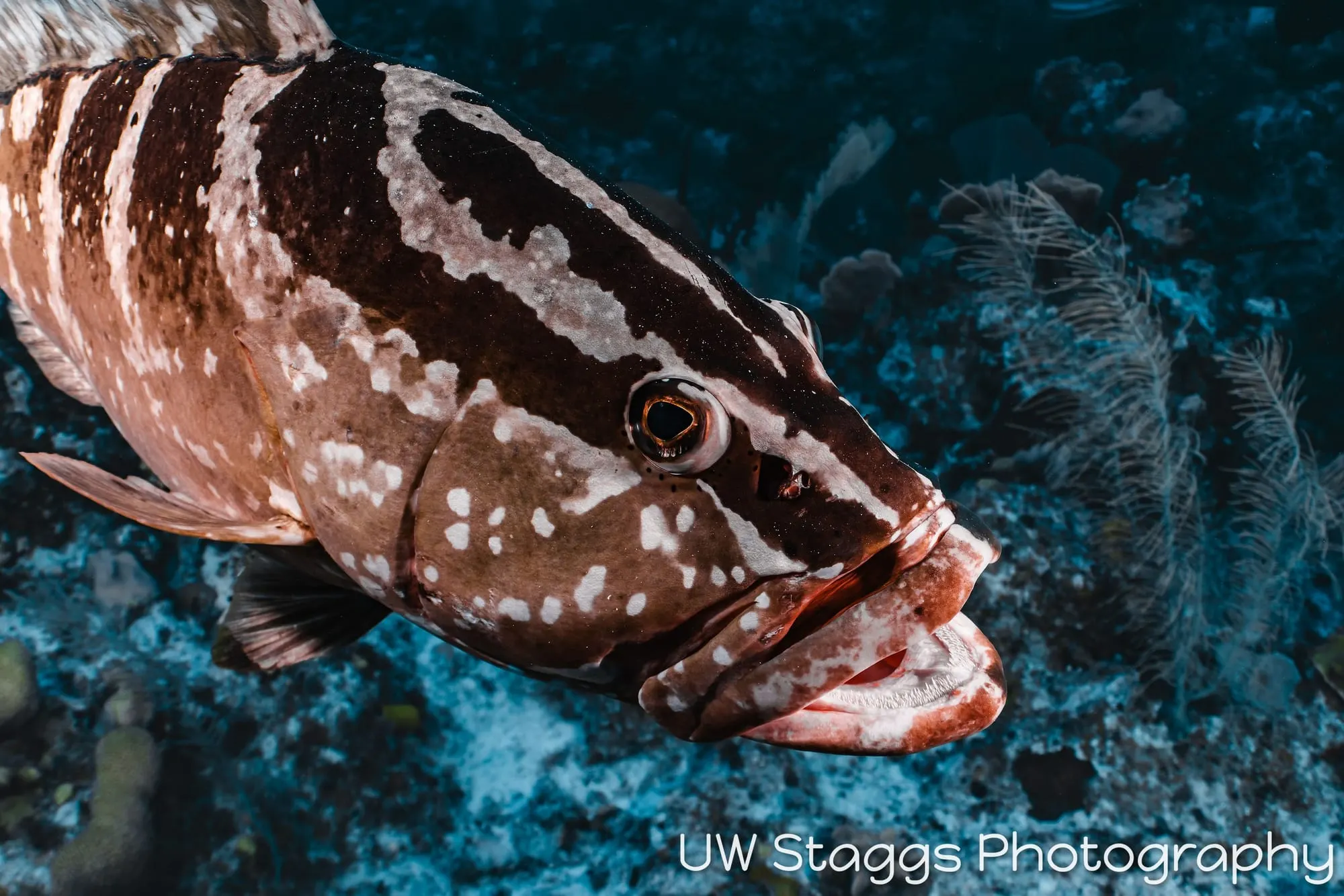 Reef Scene — Little Cayman