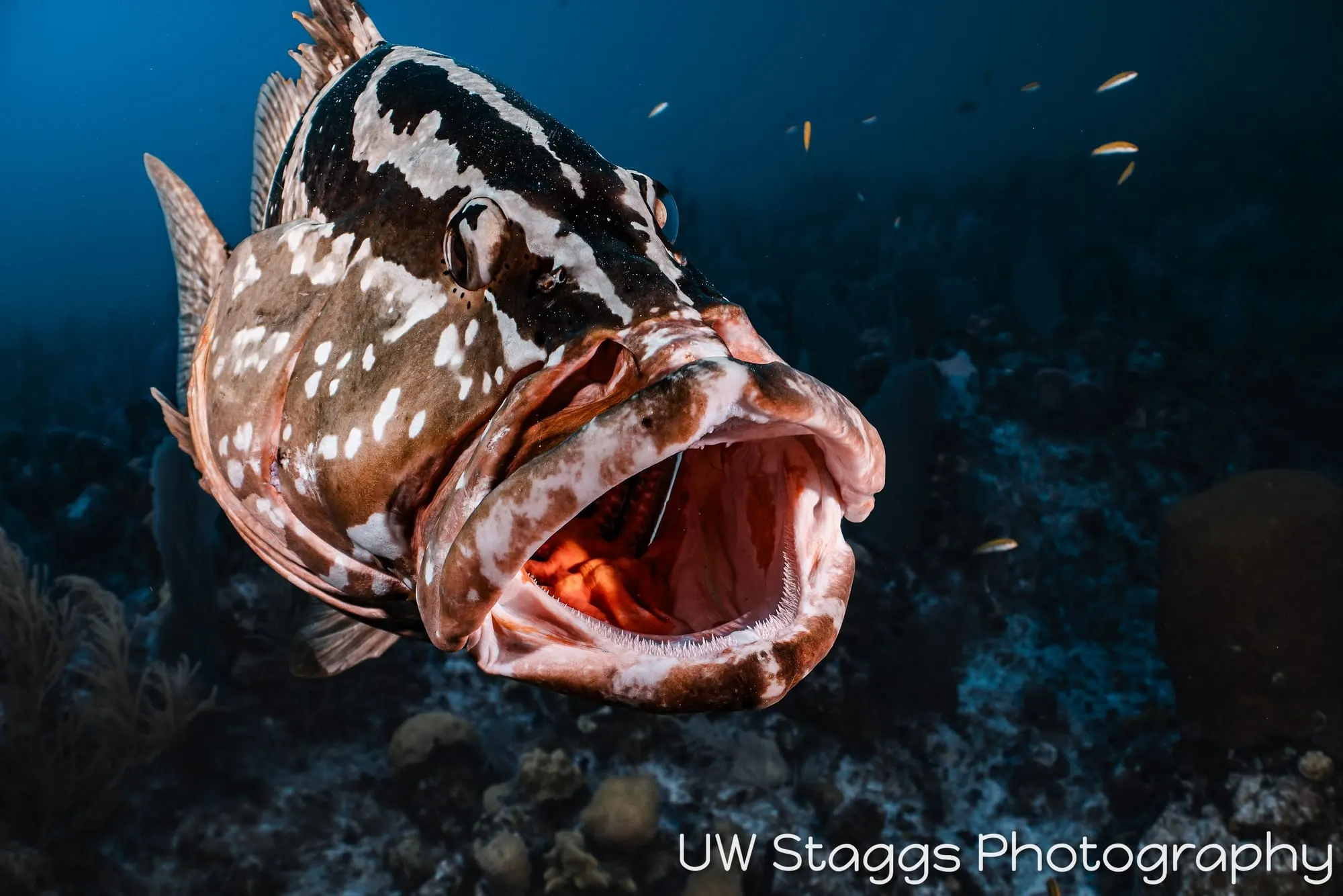 Reef Scene — Little Cayman