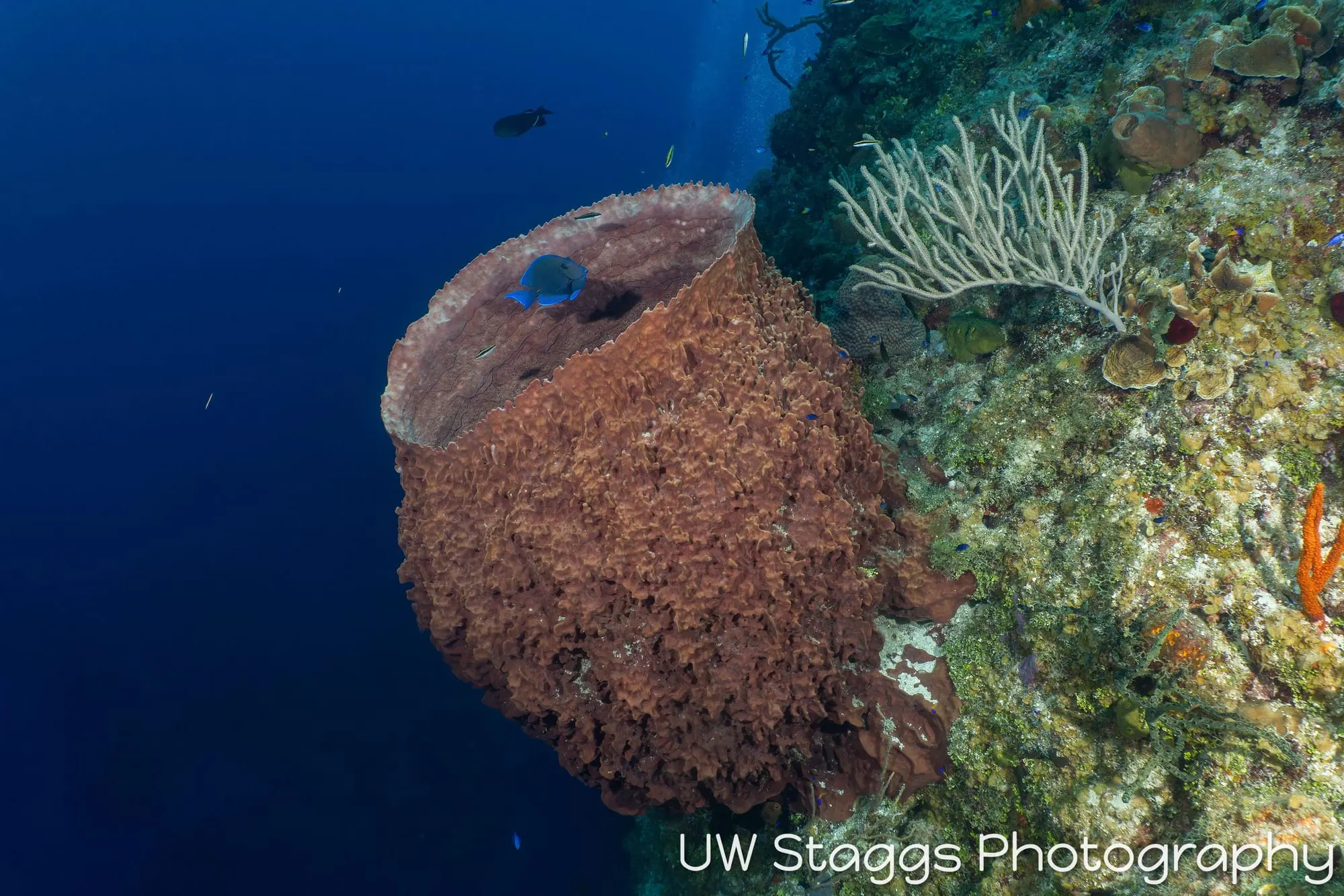 Reef Scene — Little Cayman