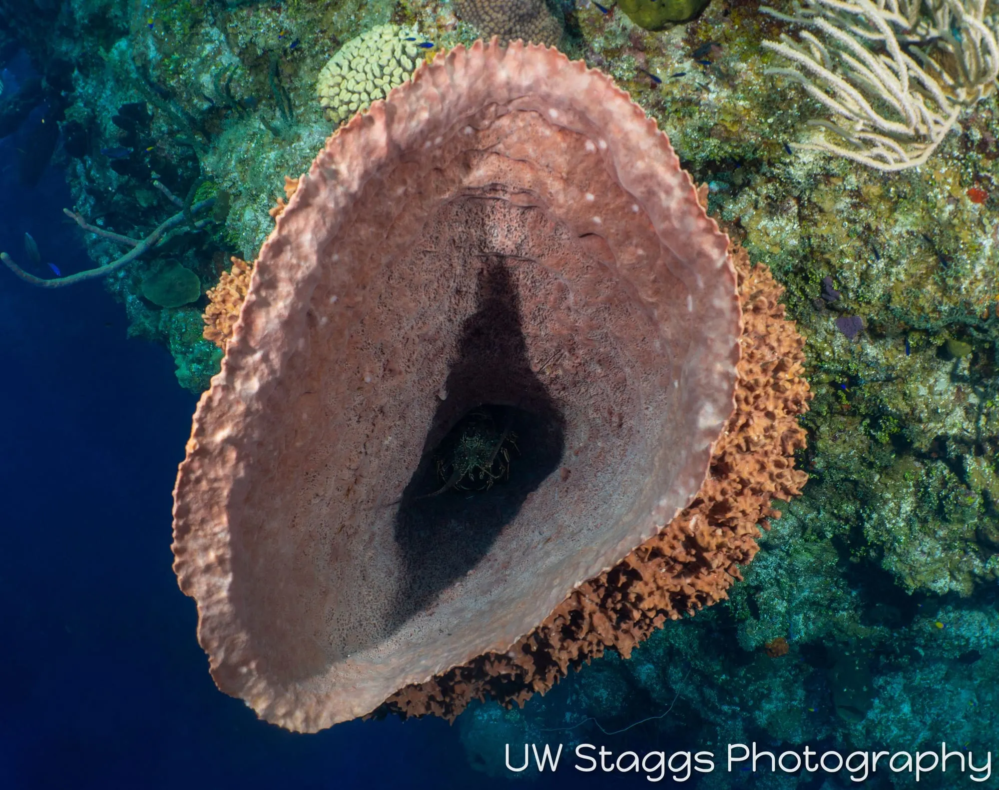 Reef Scene — Little Cayman