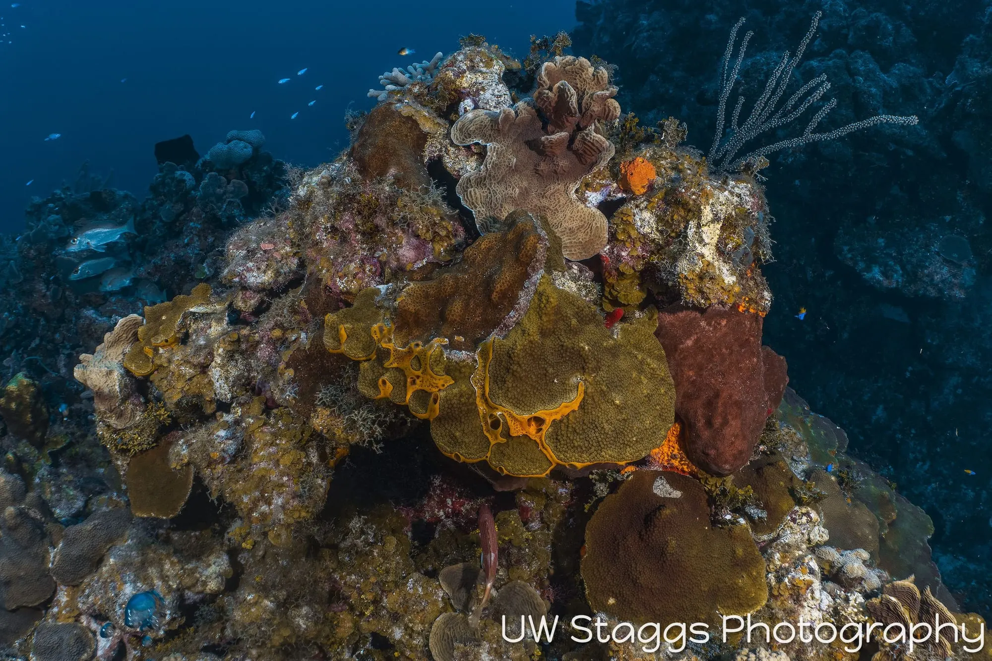 Reef Scene — Little Cayman
