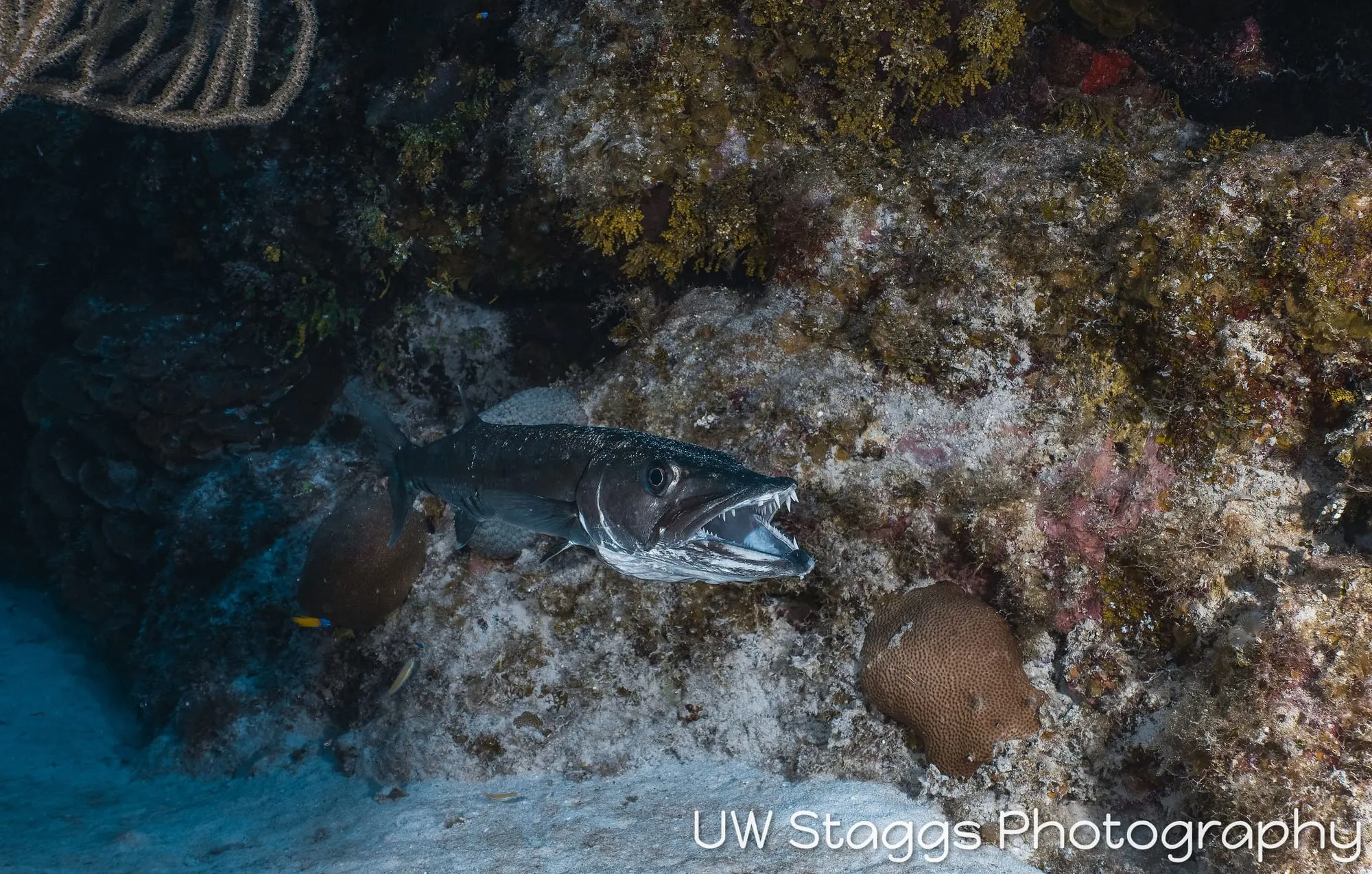 Reef Scene — Little Cayman