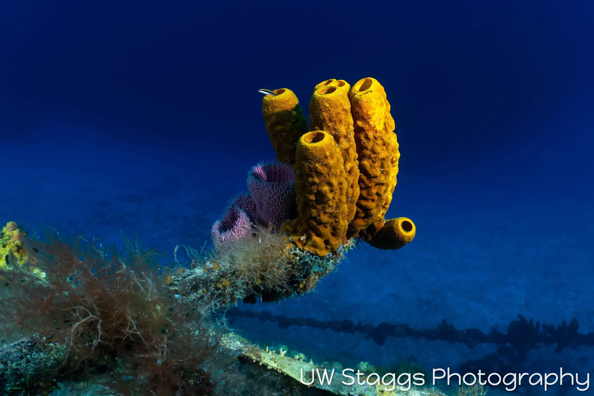 Reef Scene — Little Cayman