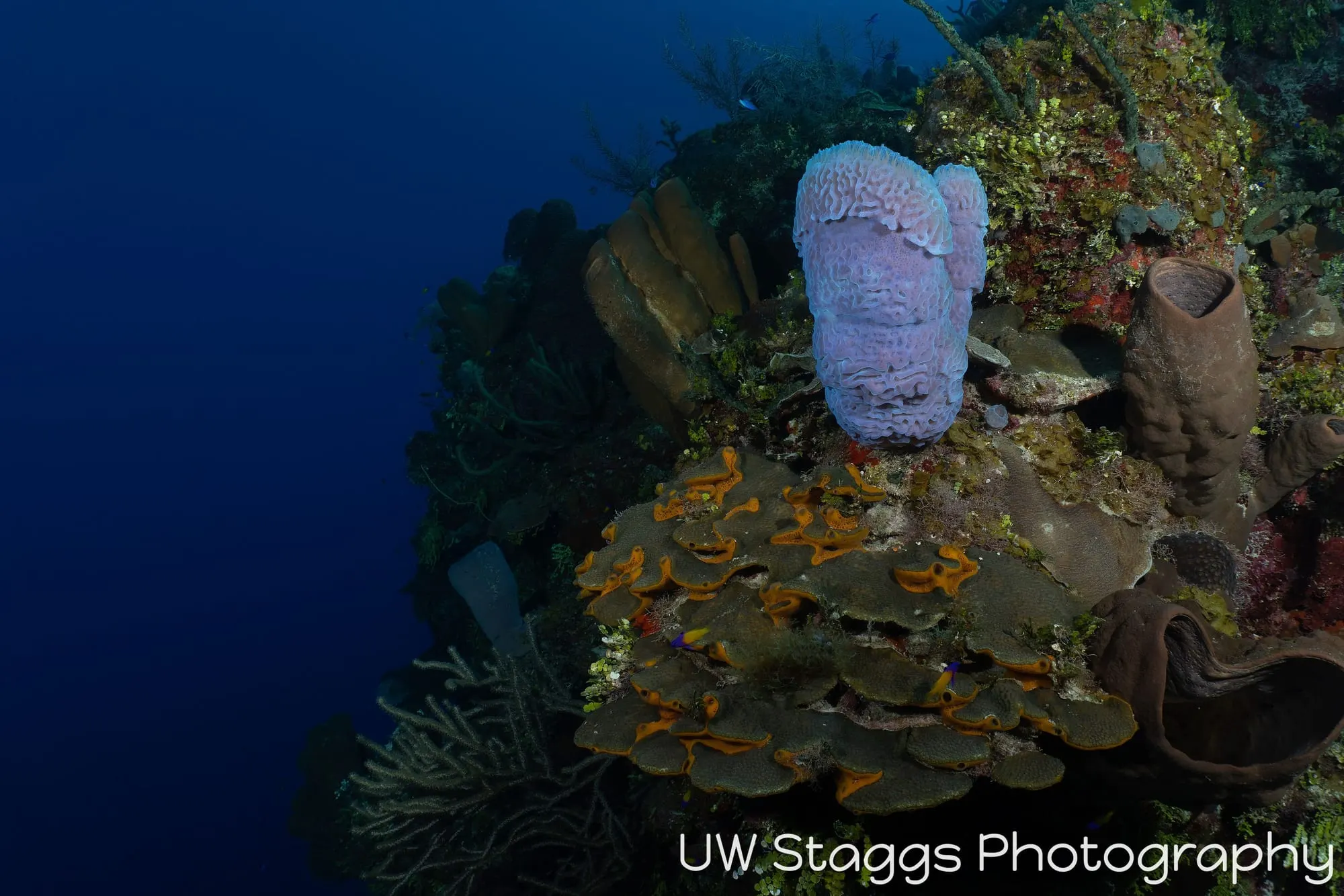 Reef Scene — Little Cayman