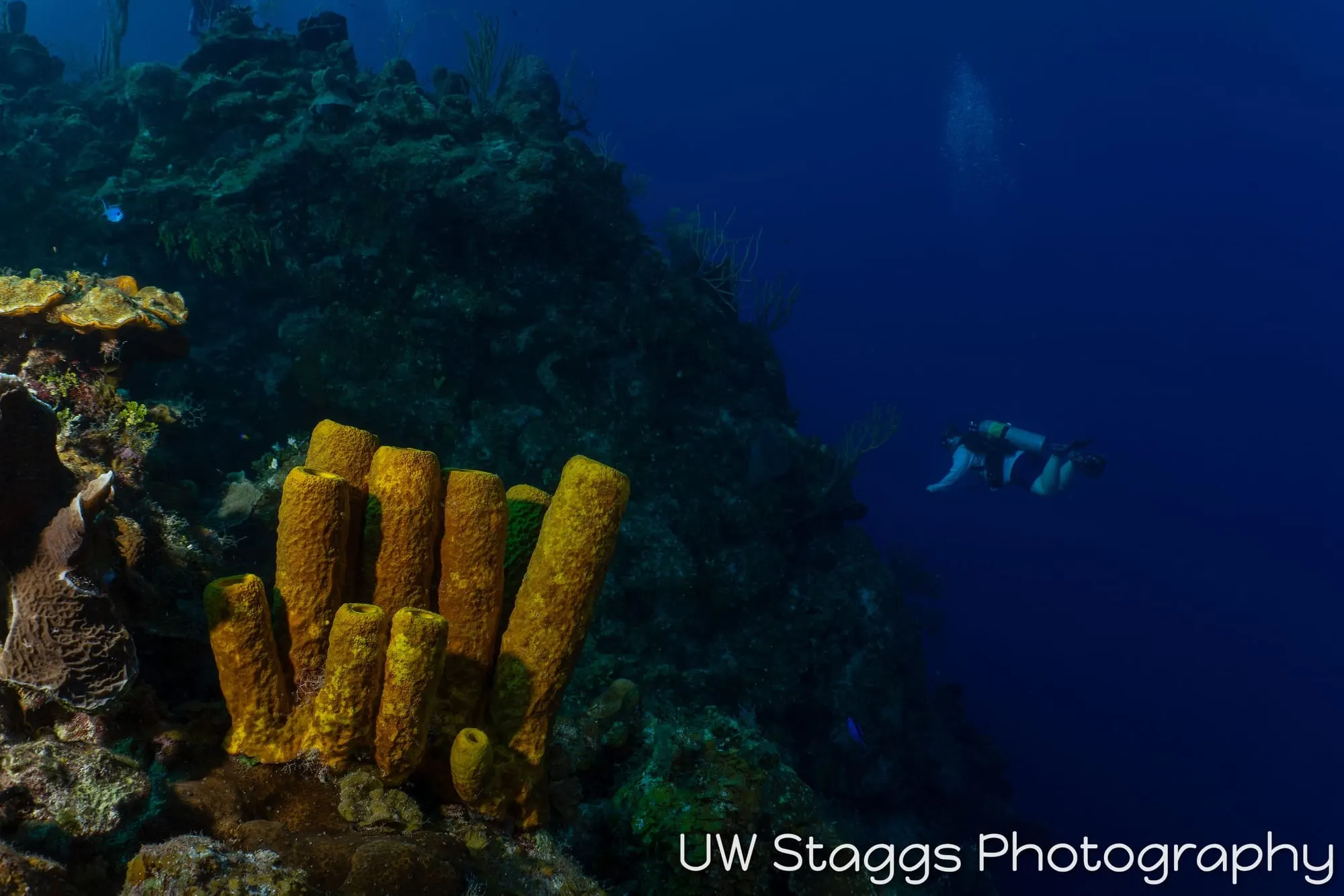 Reef Scene — Little Cayman